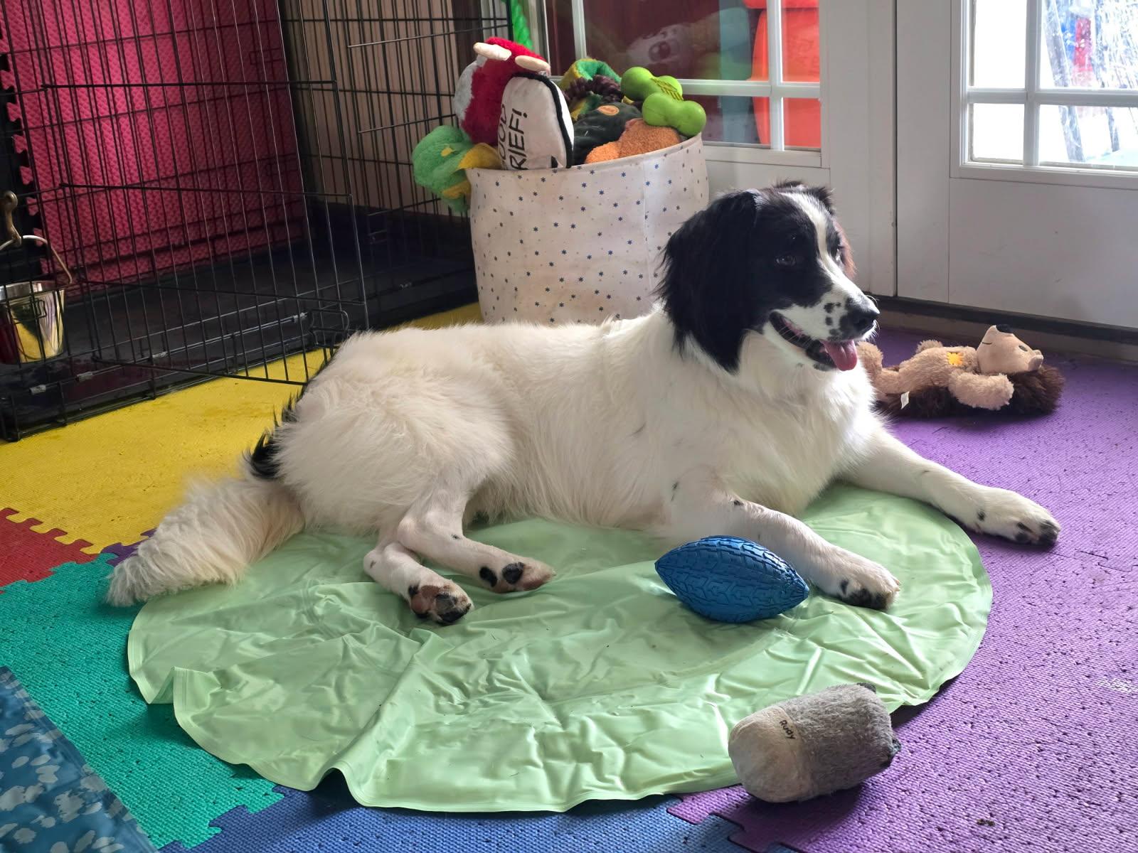 Enlarge Lexie, a ADOPTABLE mixed breed in Portsmouth, VA image 3/6