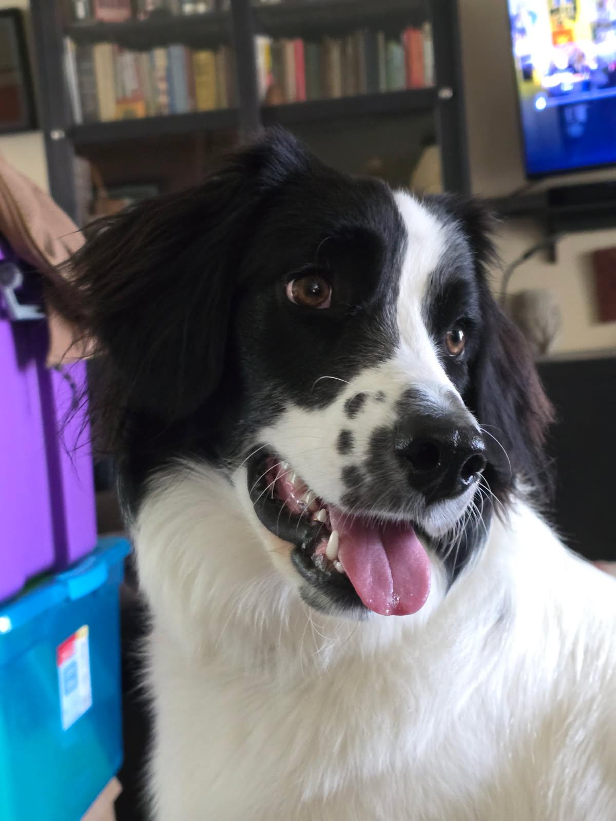 Lexie, ADOPTABLE, Puppy Female Border Collie.