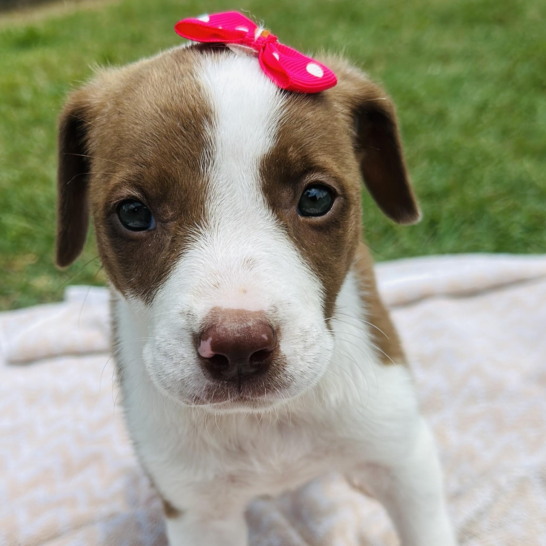 Rilee, Adopted, Puppy Female Labrador Retriever & Cattle Dog.