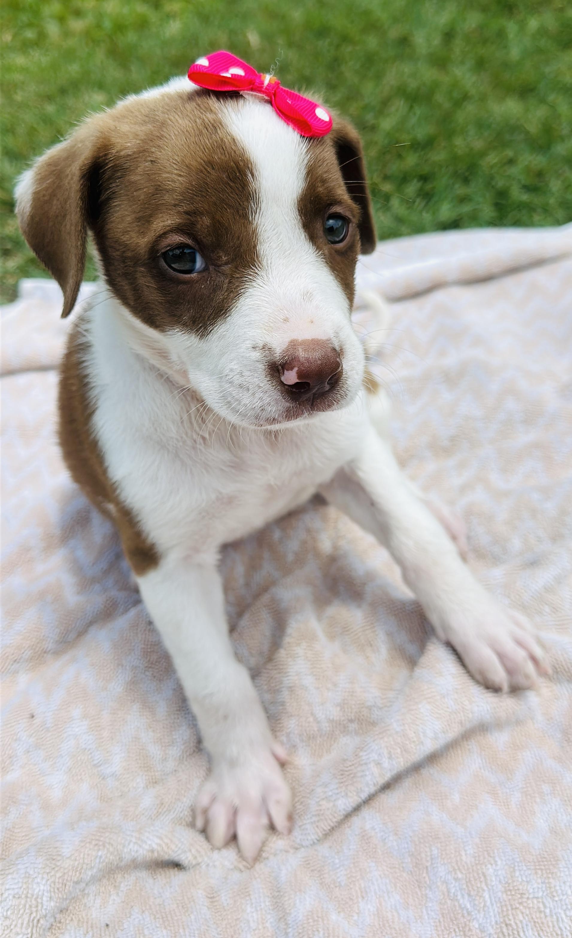 Enlarge Rilee, a Adopted mixed breed in Gonzales, TX image 2/3