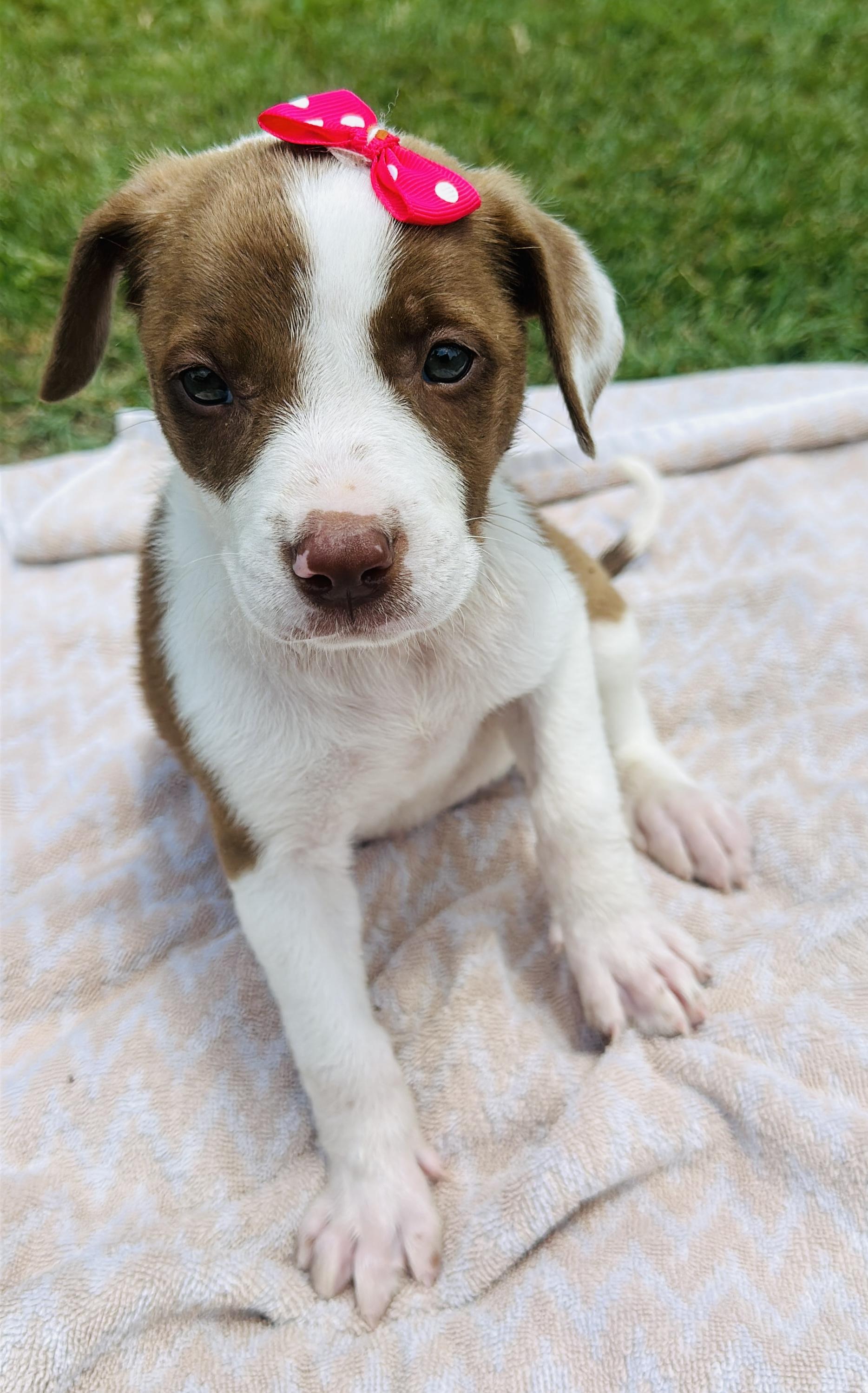 Enlarge Rilee, a Adopted mixed breed in Gonzales, TX image 3/3