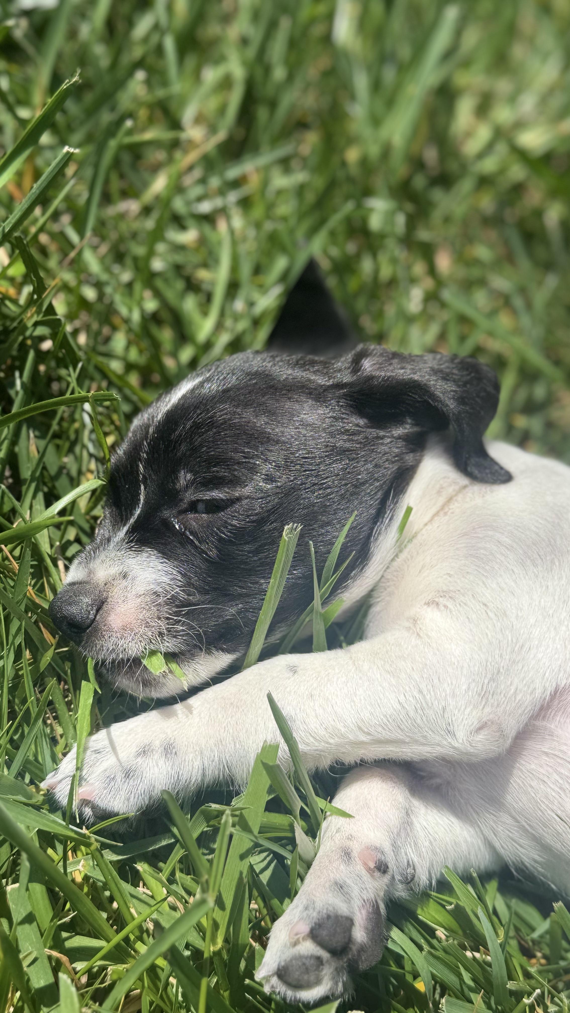 Baby COSMO