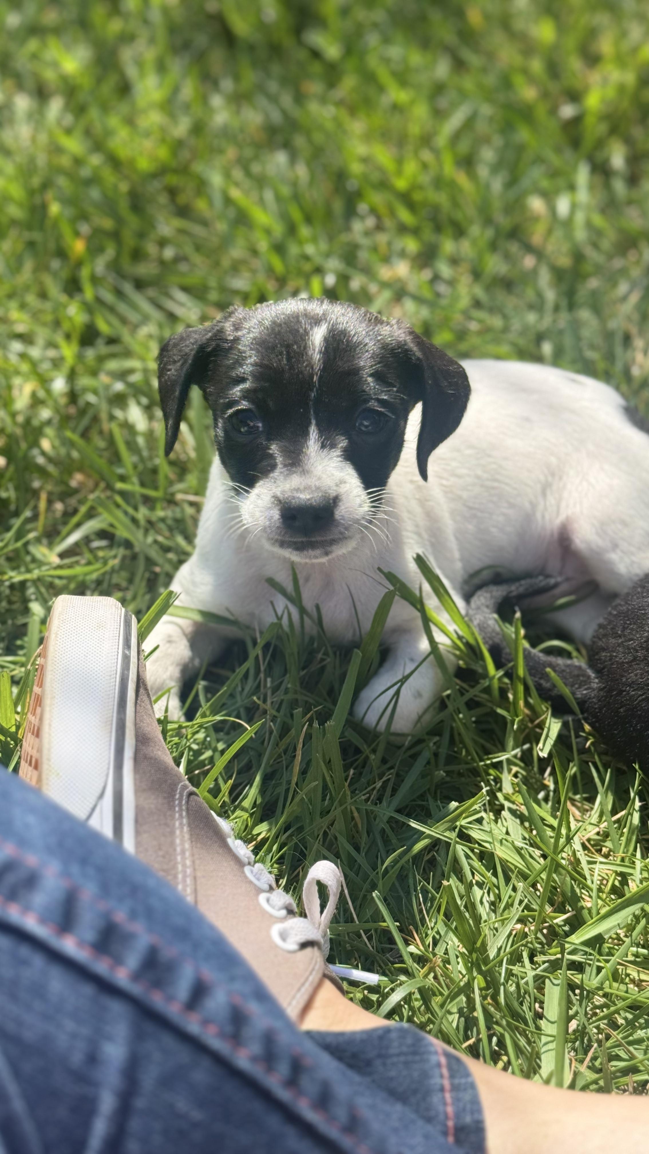 COSMO, a Adoptable mixed breed in Sunset Beach , CA image 3/6