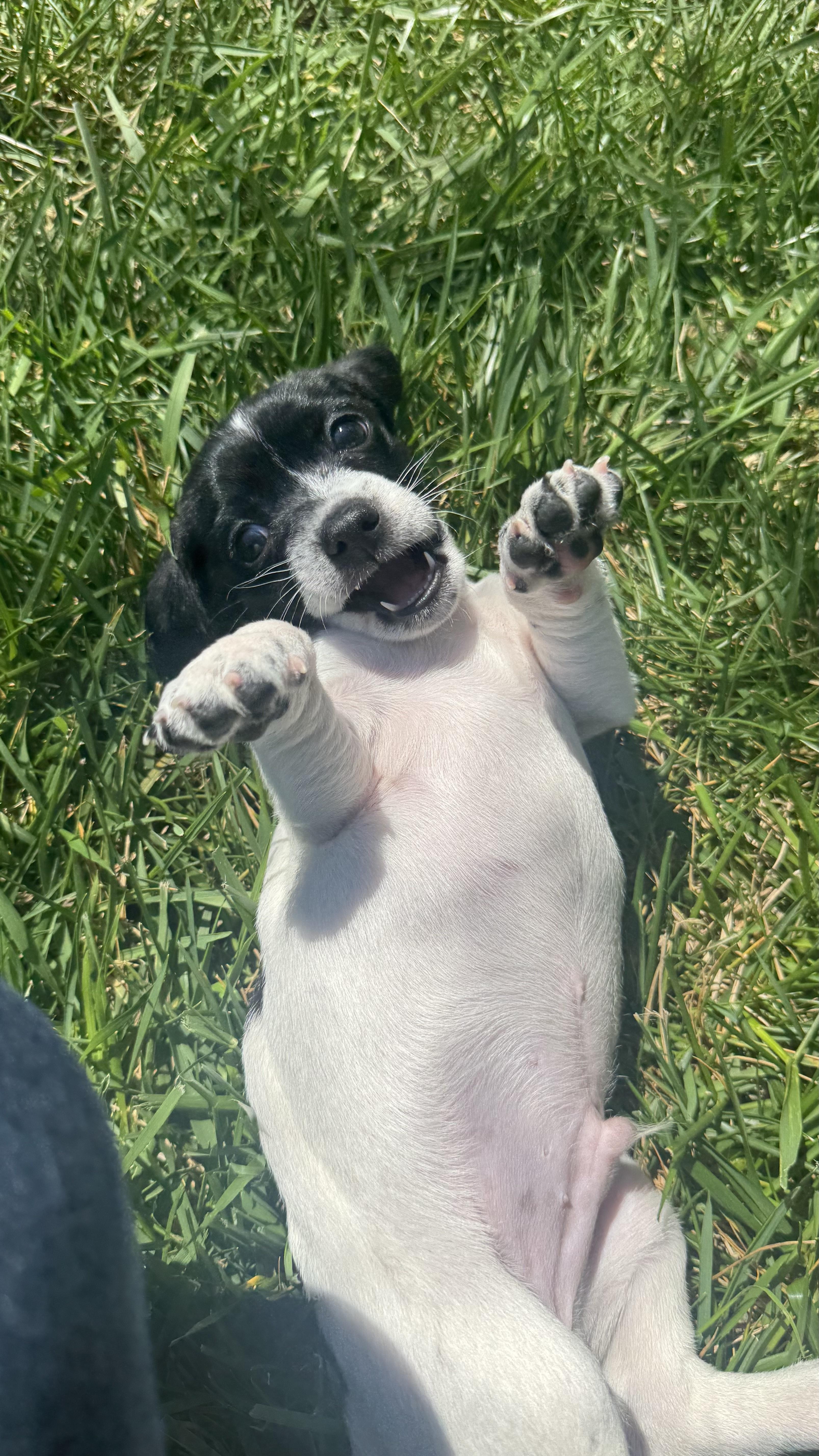 COSMO, a Adoptable mixed breed in Sunset Beach , CA image 5/6