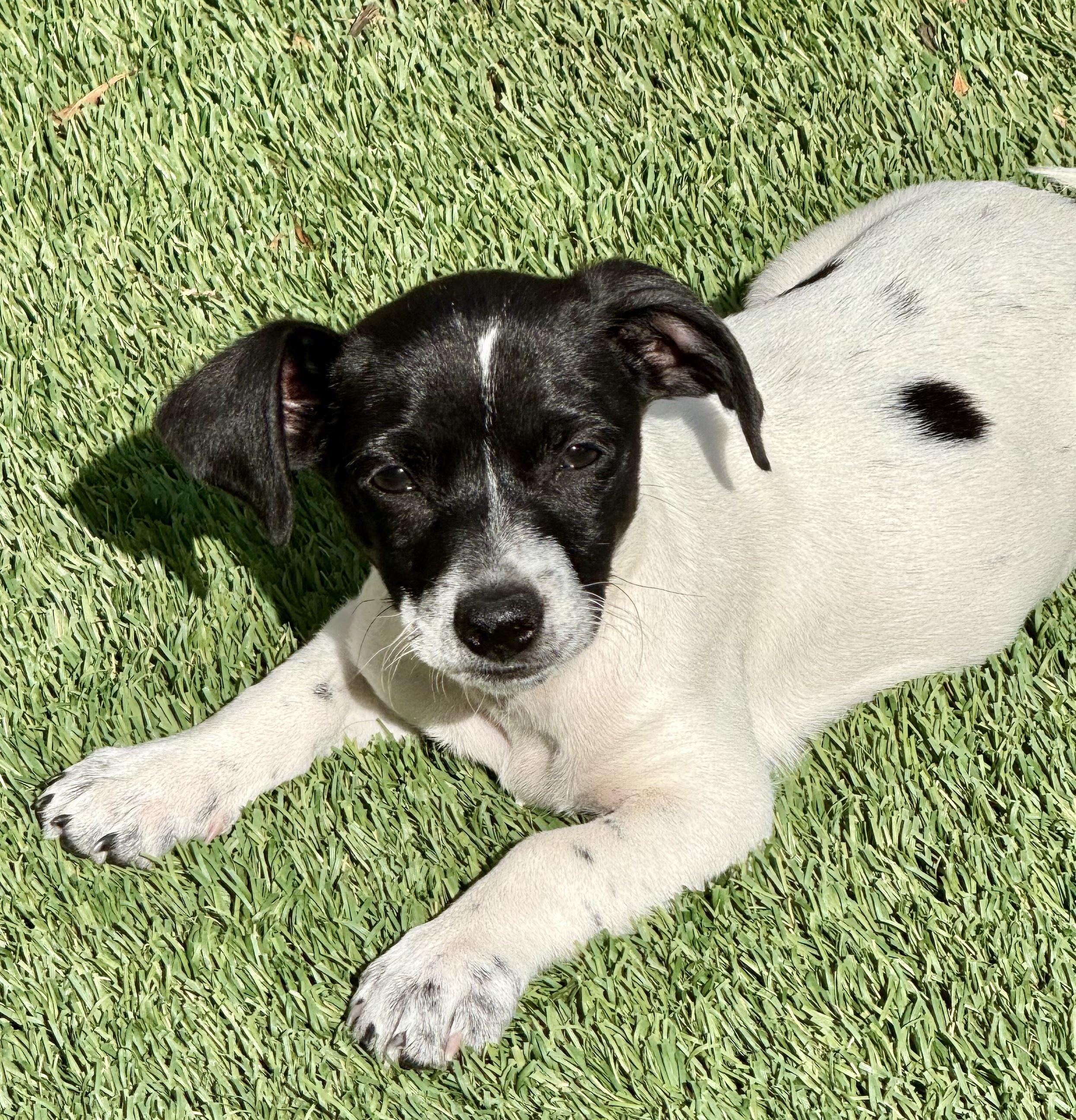 COSMO, a Adoptable mixed breed in Sunset Beach , CA image 6/6