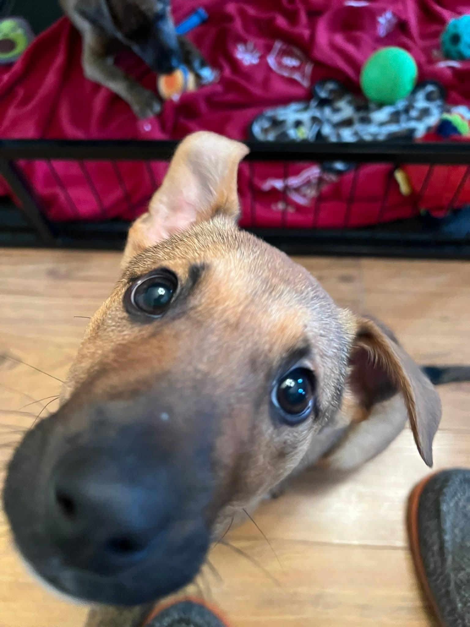 Rudolph, Adoptable, Young Female Mixed Breed.