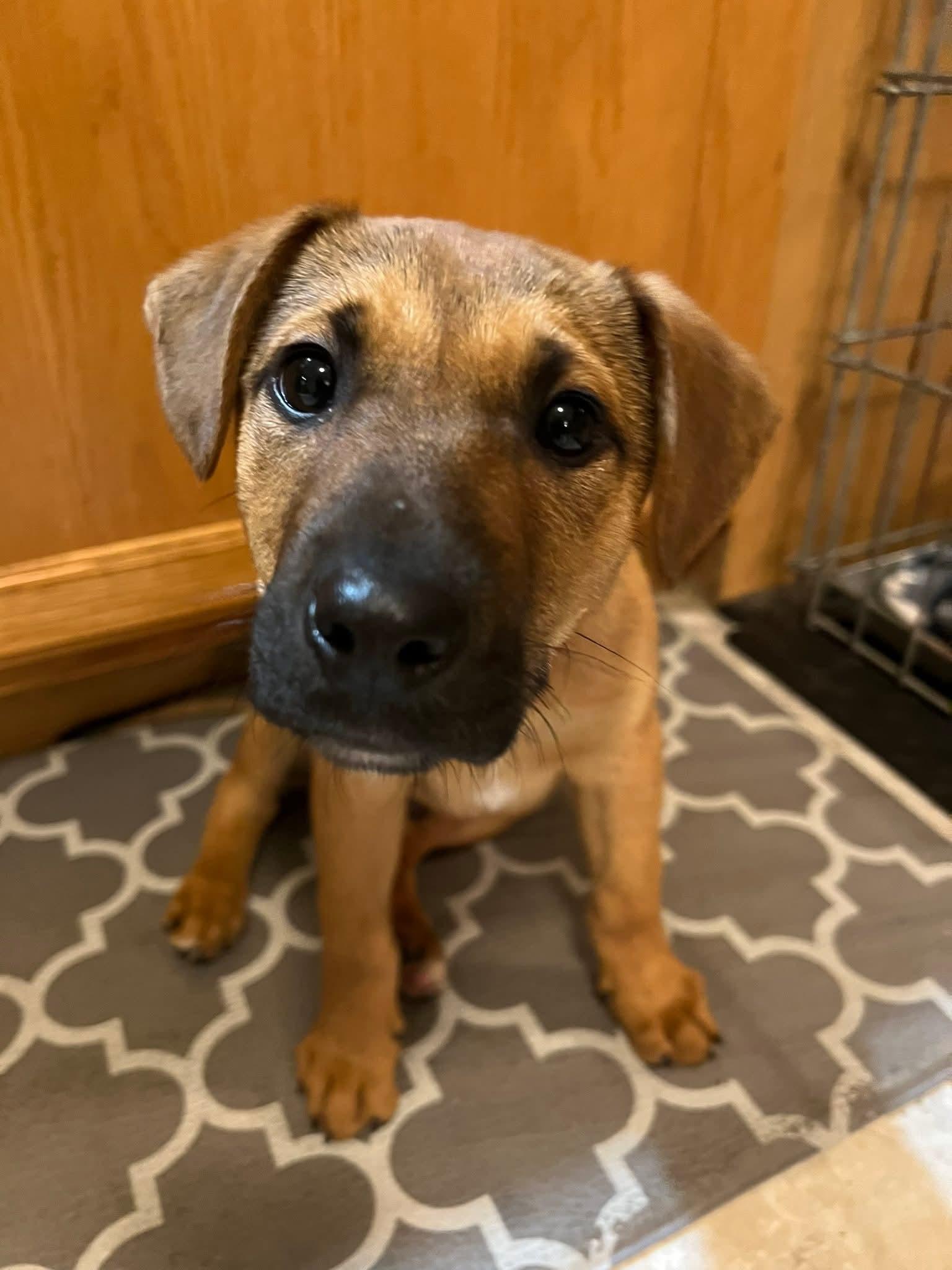 Enlarge Rudolph, a Adoptable Mixed Breed in Glenmoore, PA image 2/3