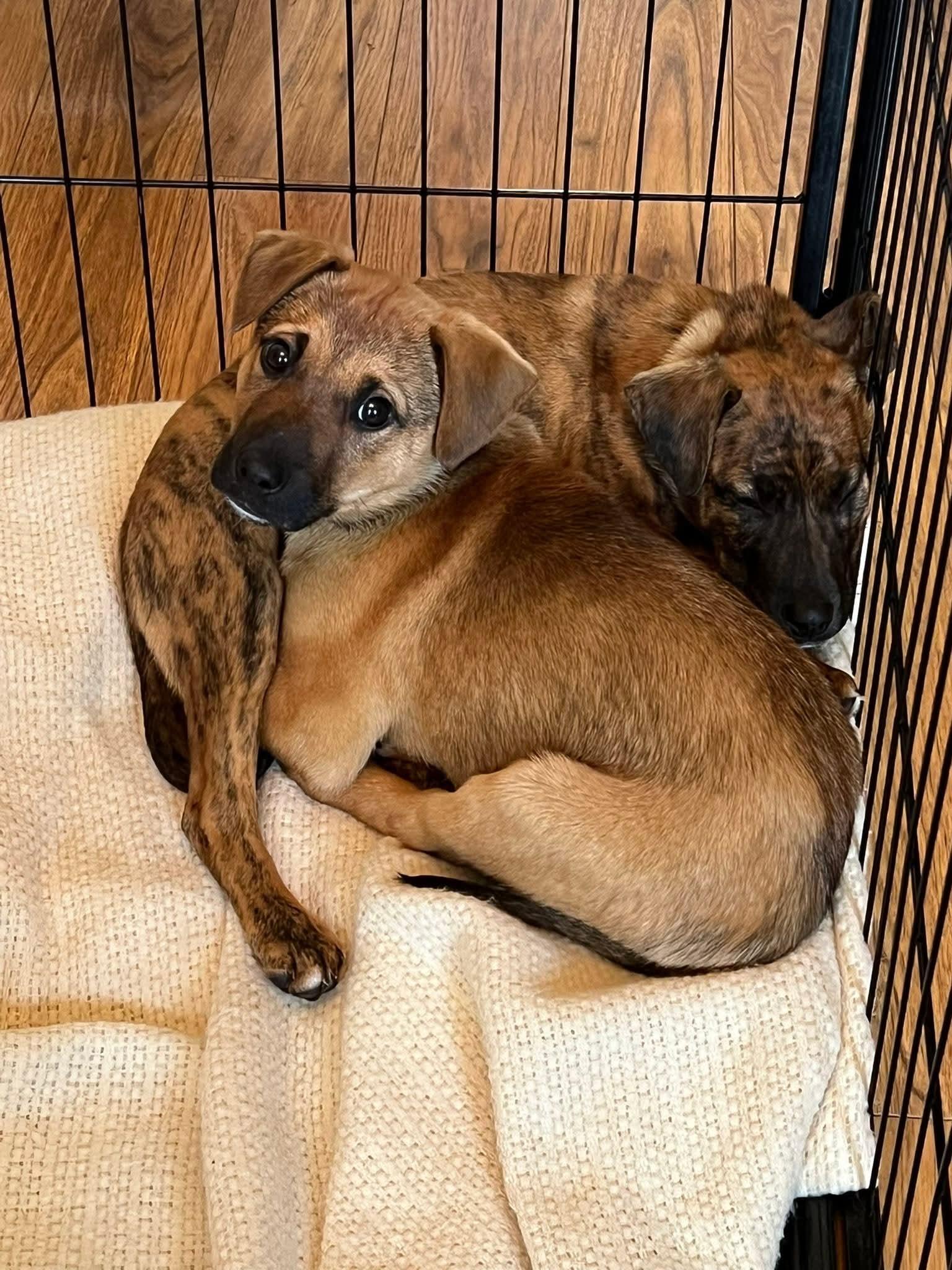 Enlarge Rudolph, a Adoptable Mixed Breed in Glenmoore, PA image 3/3