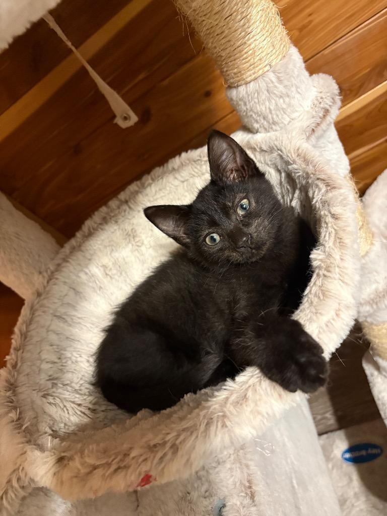 Emmett, Adoptable, Kitten Male Domestic Short Hair.