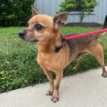 Enlarge Piccolo (ID 51837), an adopted Chihuahua in Manassas, VA image 2/3