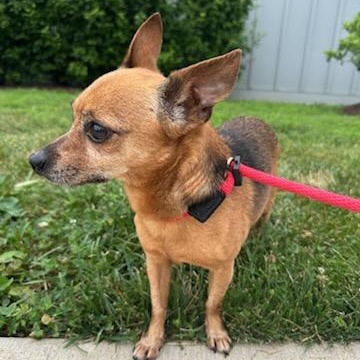 Enlarge Piccolo (ID 51837), an adopted Chihuahua in Manassas, VA image 3/3