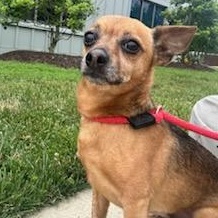 Enlarge Piccolo (ID 51837), an adopted Chihuahua in Manassas, VA image 1/3