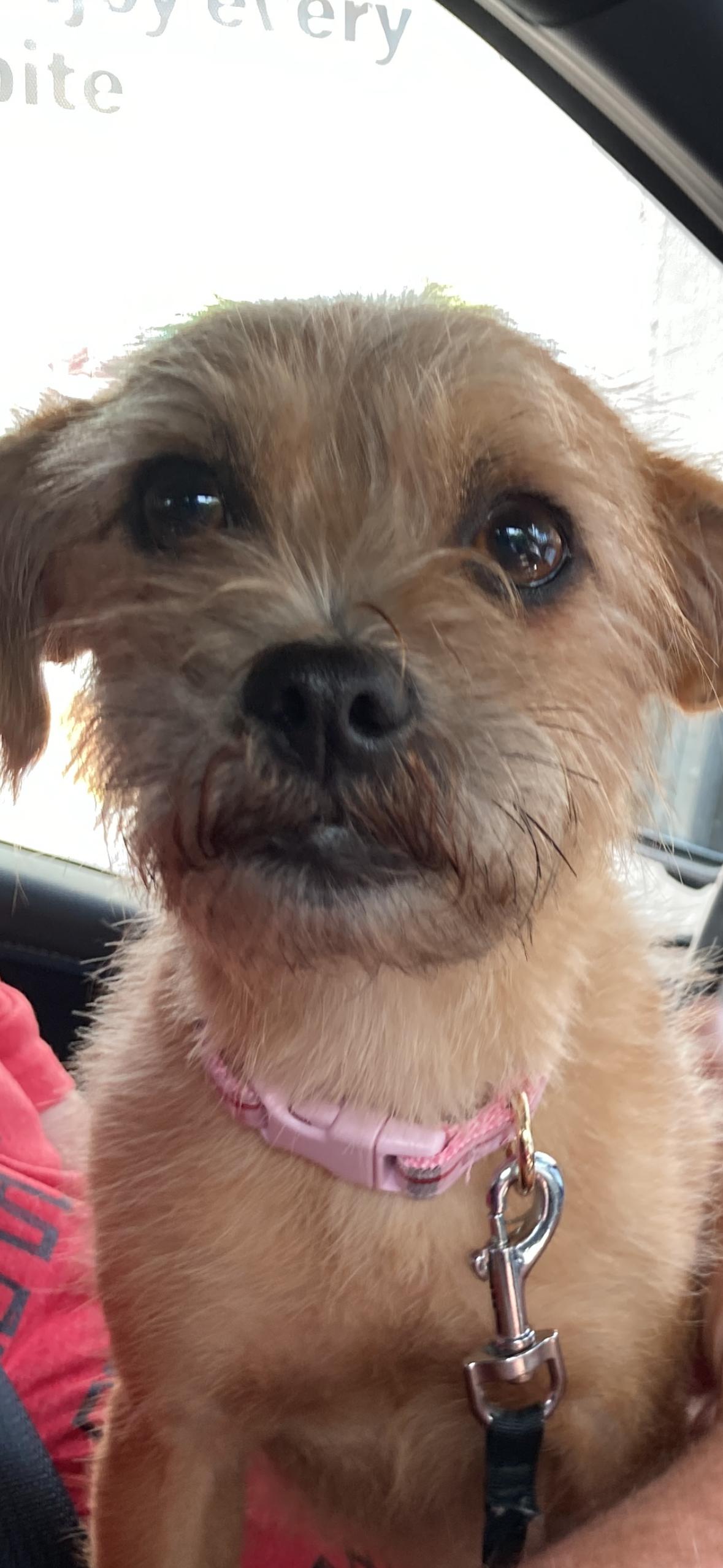 Enlarge Franki, an adopted mixed breed in Lauderhill, FL image 2/2