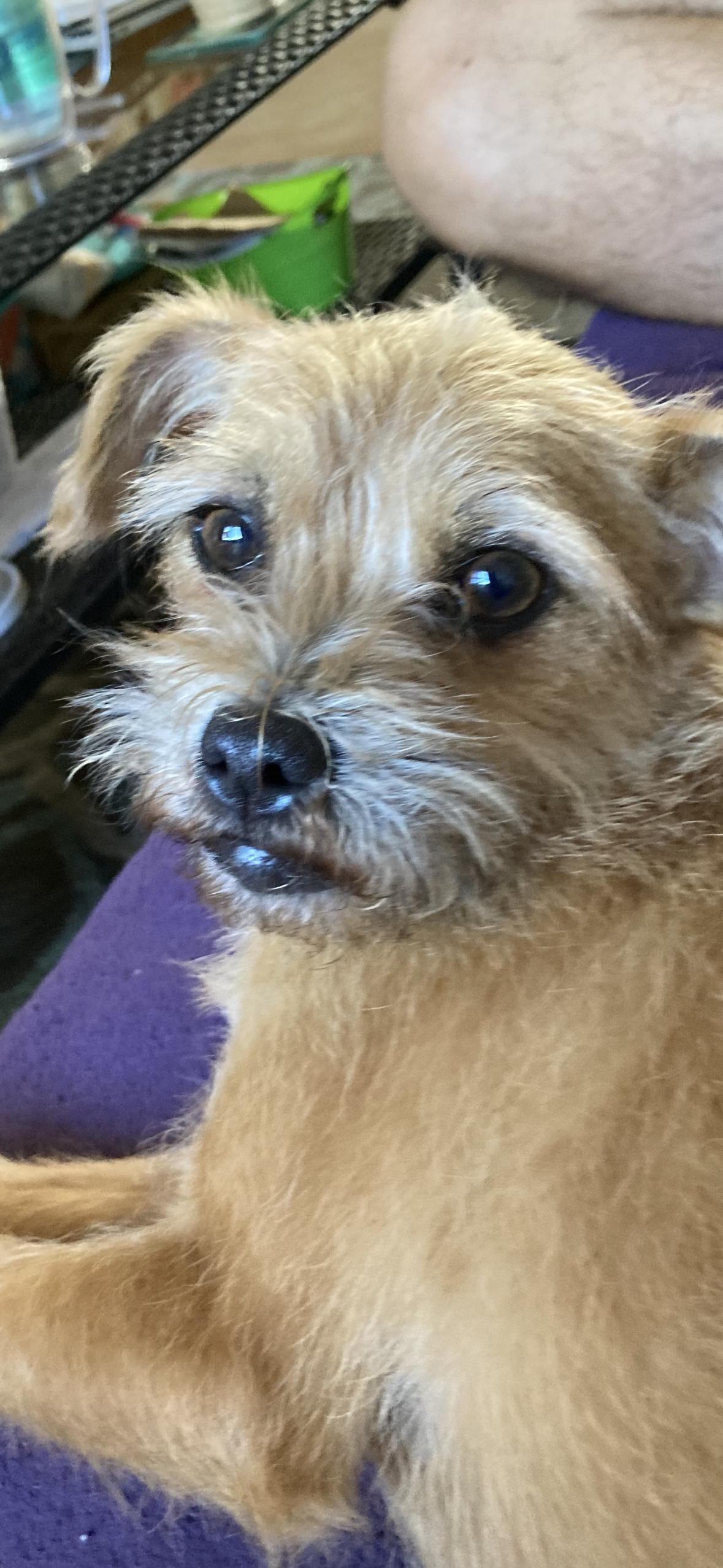 Enlarge Franki, an adopted mixed breed in Lauderhill, FL image 1/2