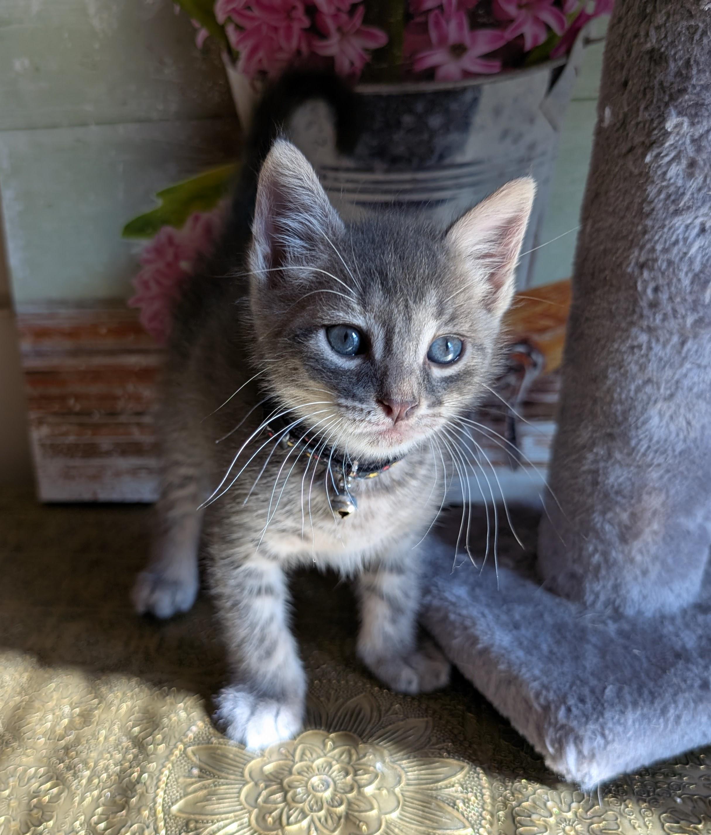 Enlarge Cinnamoroll, a Adopted Domestic Short Hair in Bayonne, NJ image 1/6