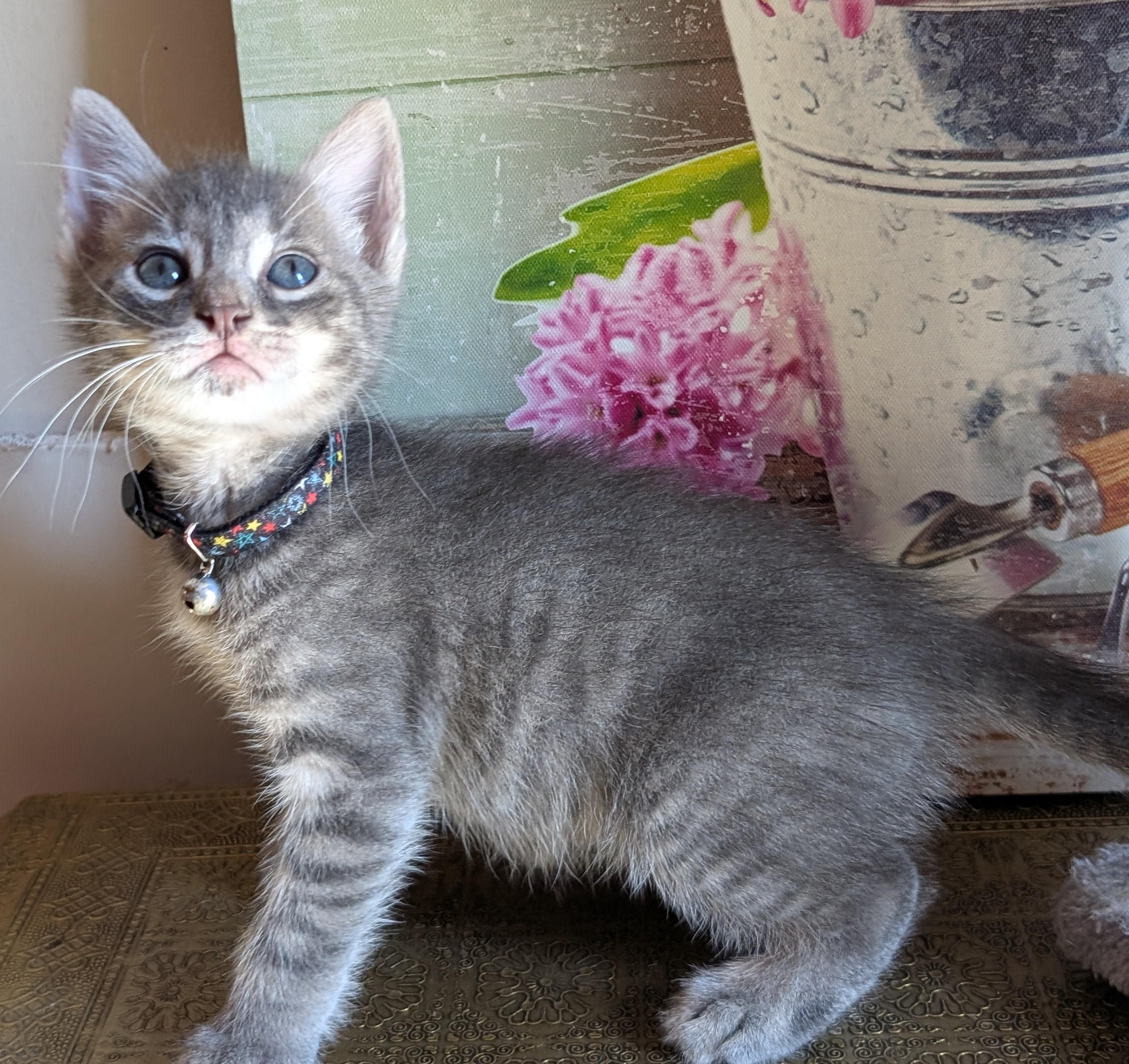 Enlarge Cinnamoroll, a Adopted Domestic Short Hair in Bayonne, NJ image 4/6