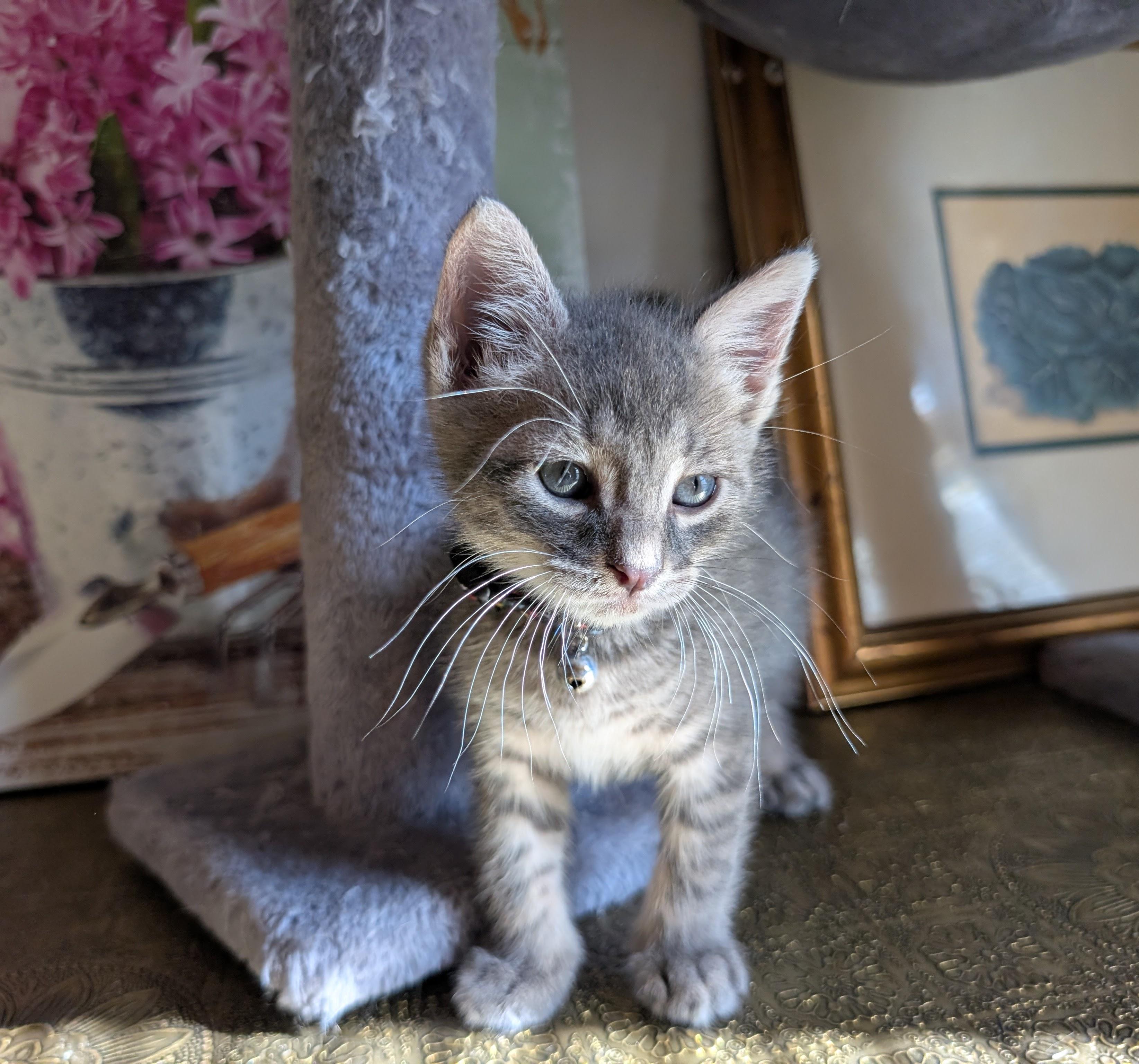 Enlarge Cinnamoroll, a Adopted Domestic Short Hair in Bayonne, NJ image 3/6