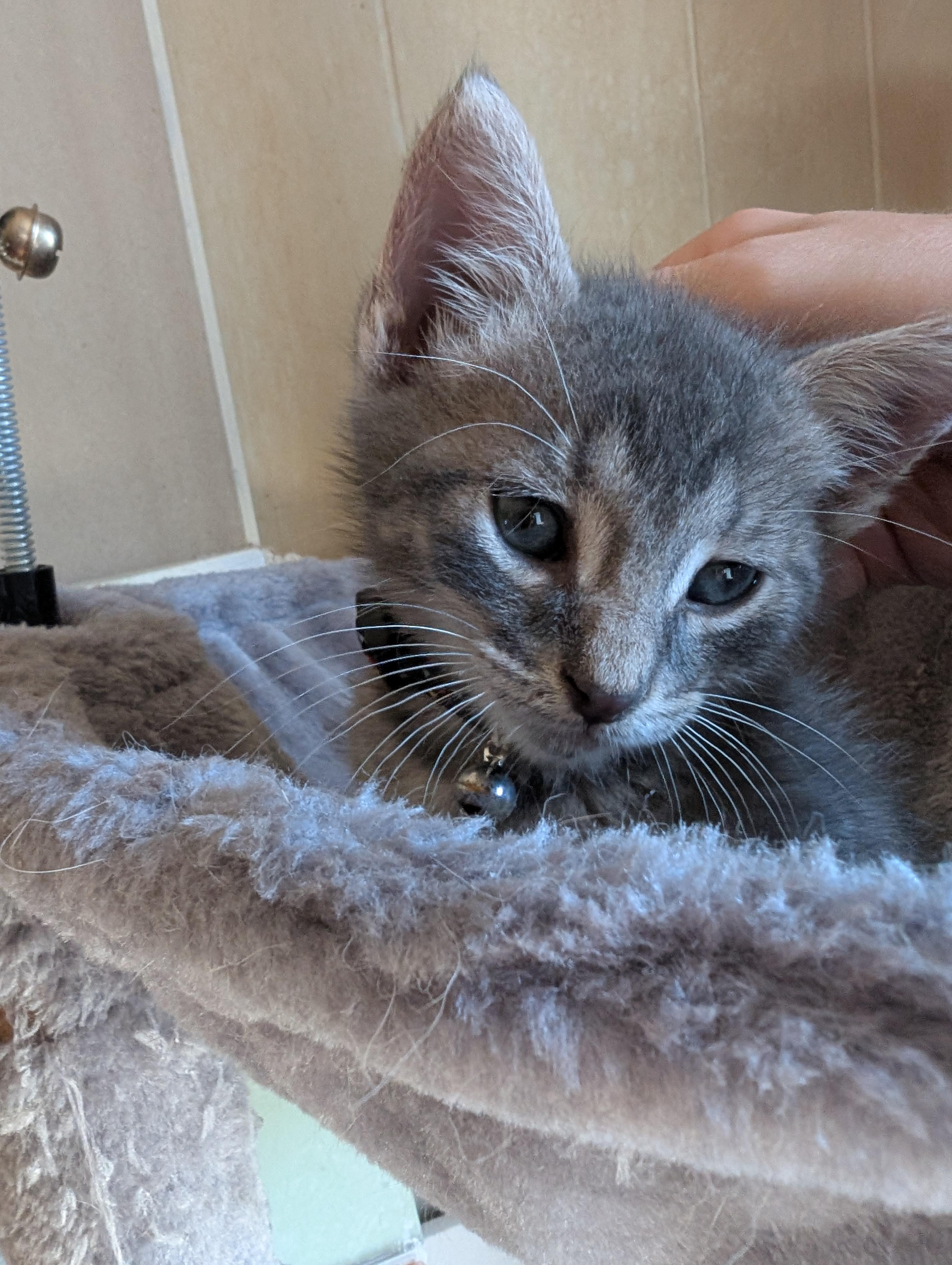 Enlarge Cinnamoroll, a Adopted Domestic Short Hair in Bayonne, NJ image 5/6