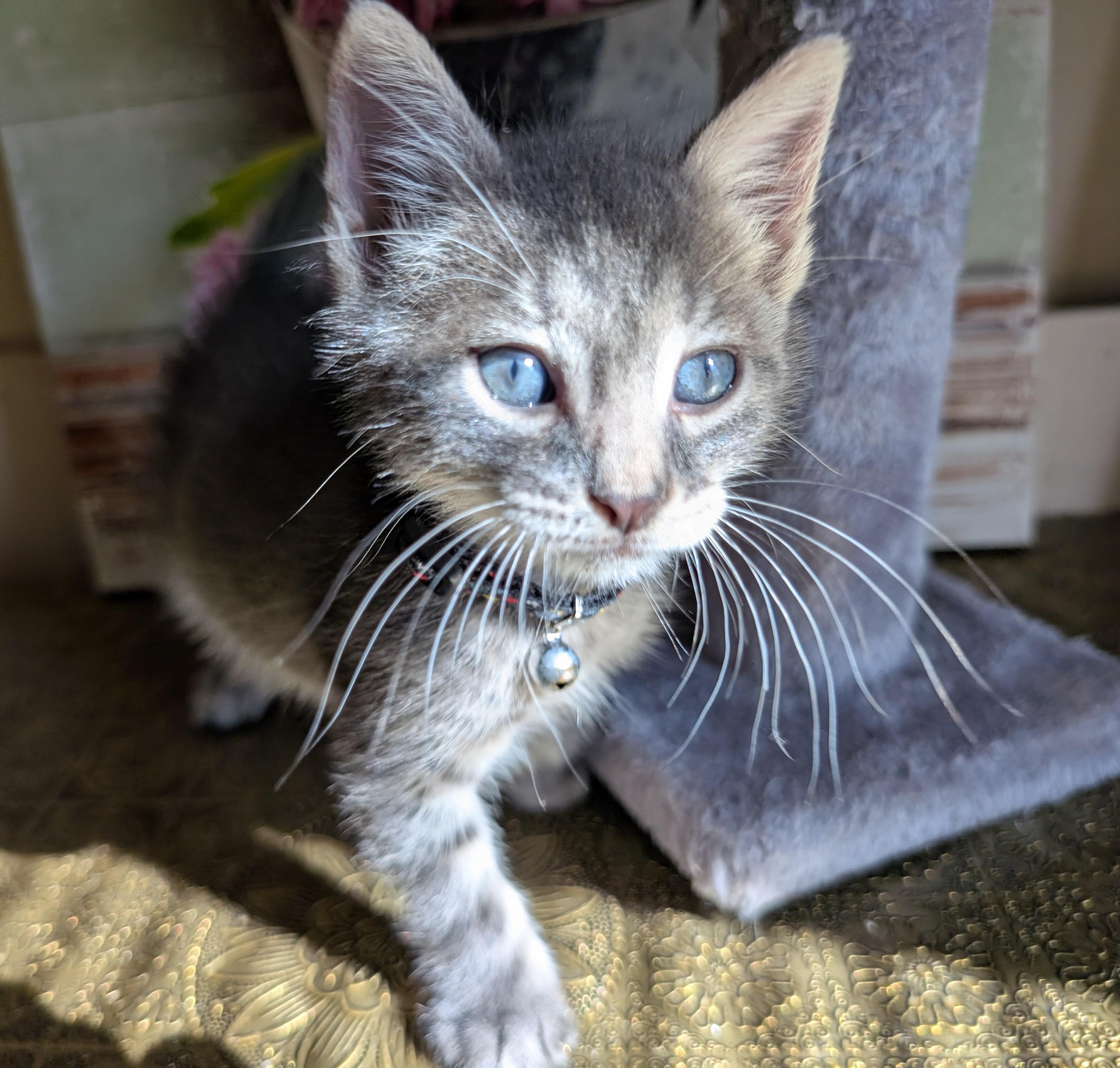 Enlarge Cinnamoroll, a Adopted Domestic Short Hair in Bayonne, NJ image 2/6