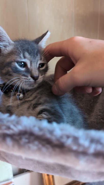 Enlarge Cinnamoroll, a Adopted Domestic Short Hair in Bayonne, NJ video 6/6