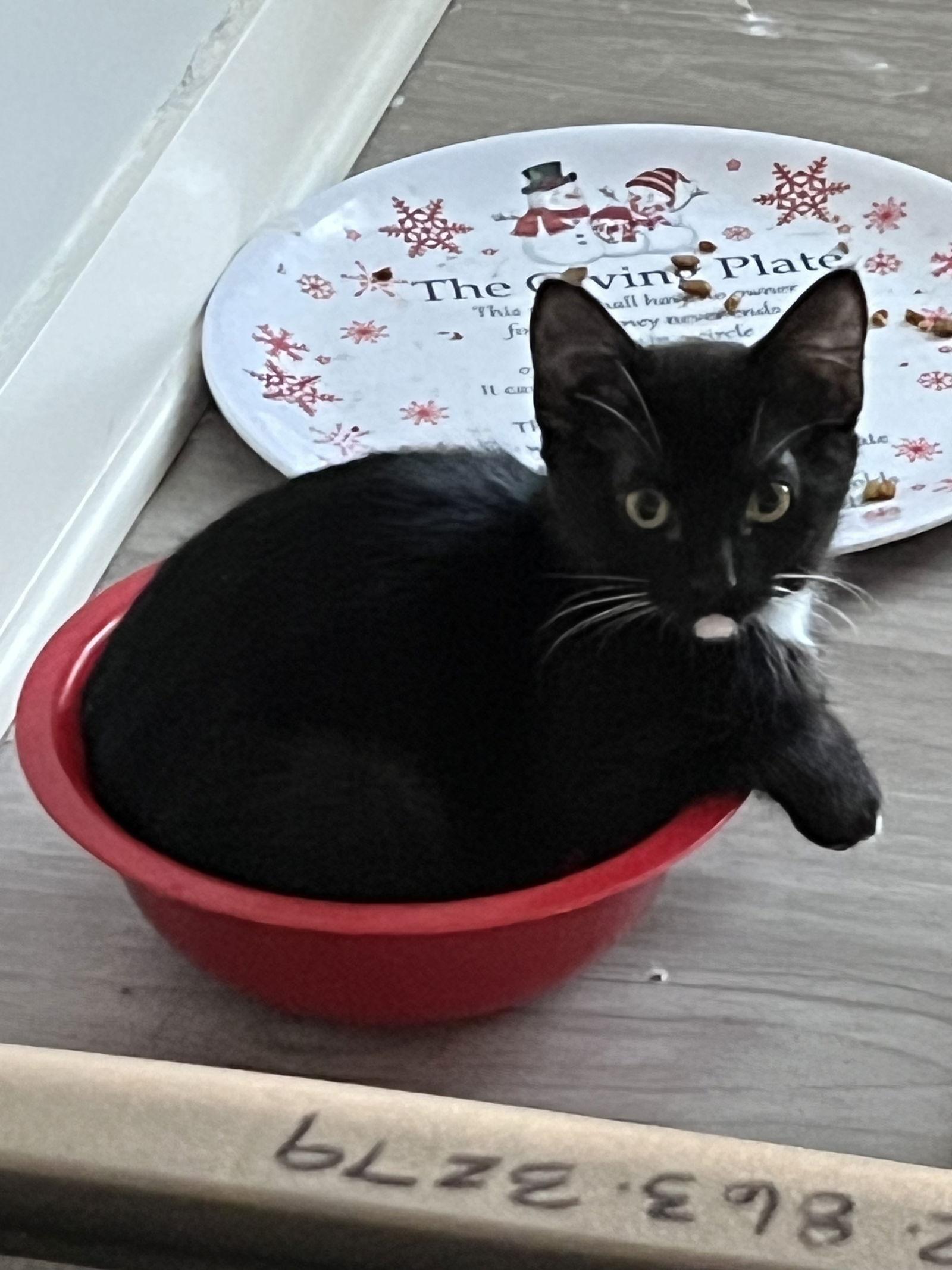 Enlarge Chipotle, a Adoptable mixed breed in Georgetown, KY image 1/3