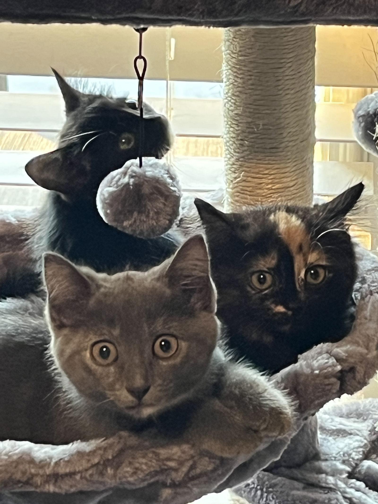 Enlarge Chipotle, a Adoptable mixed breed in Georgetown, KY image 2/3