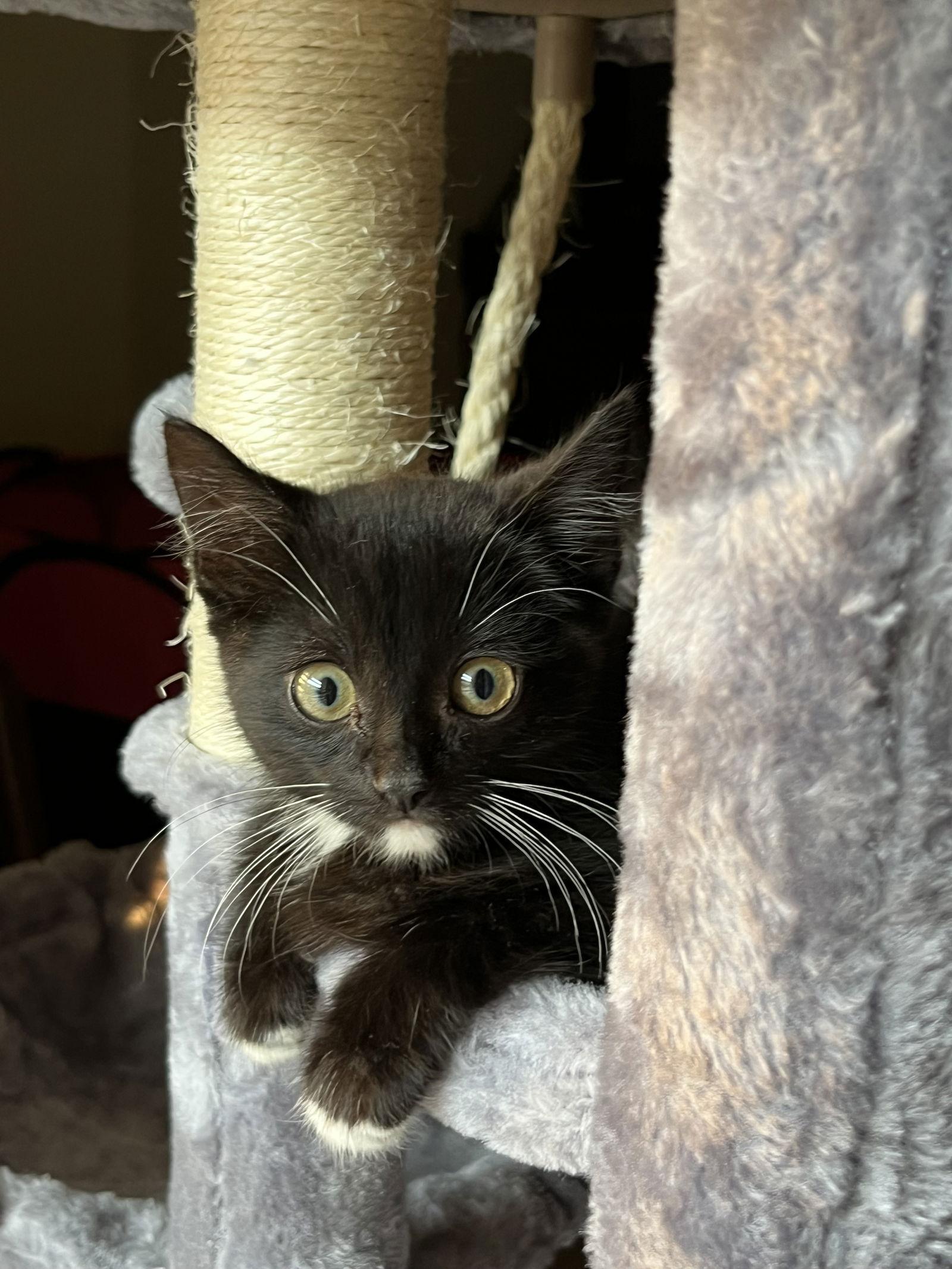 Enlarge Chipotle, a Adoptable mixed breed in Georgetown, KY image 3/3