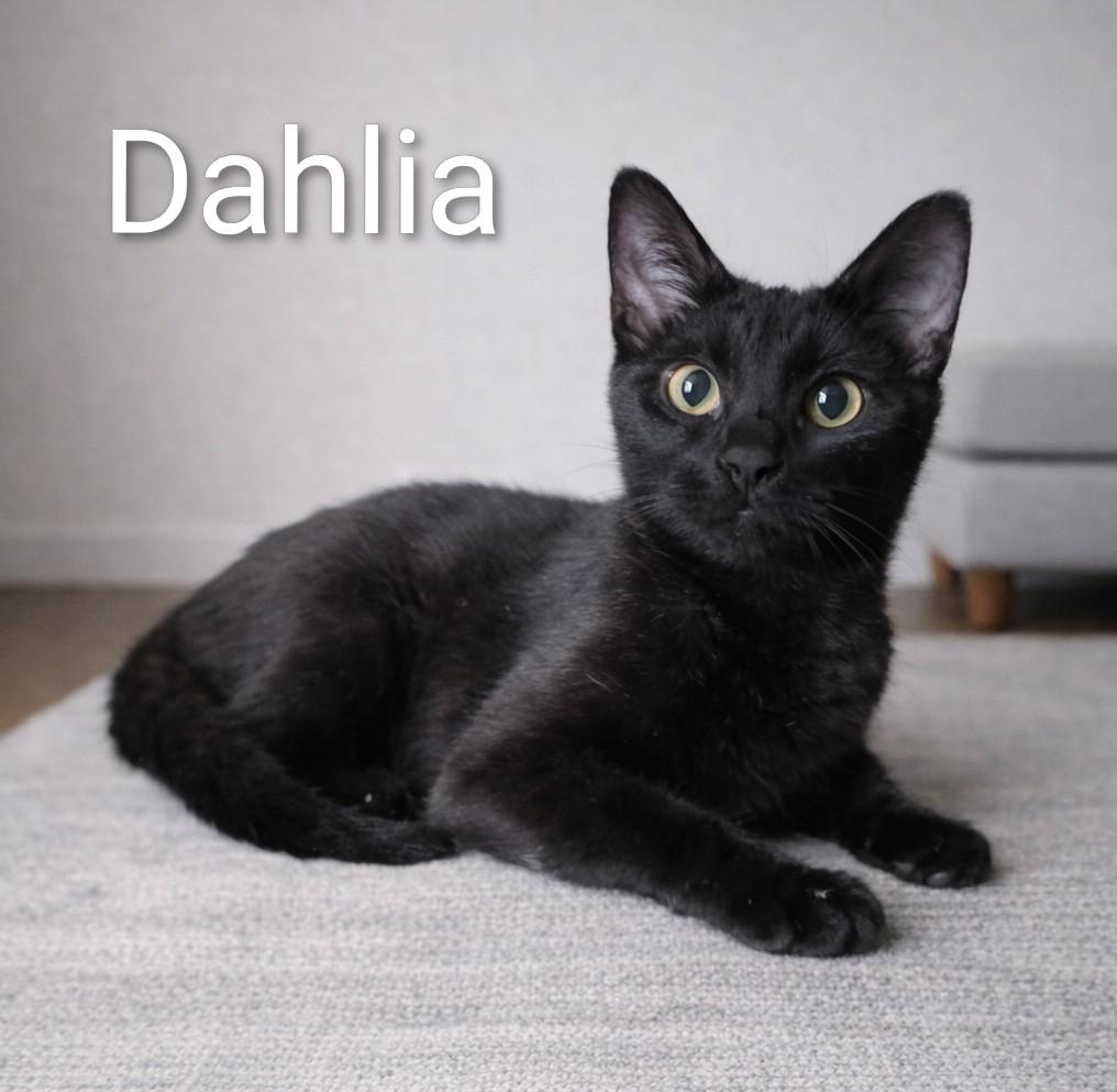 Enlarge Dahlia, an adopted Domestic Short Hair in Monroeville, PA image 1/1