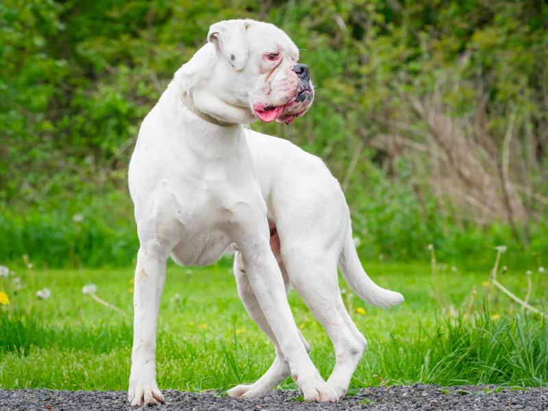 Thor, a ADOPTABLE Boxer in Pointe-Fortune, QC image 2/6