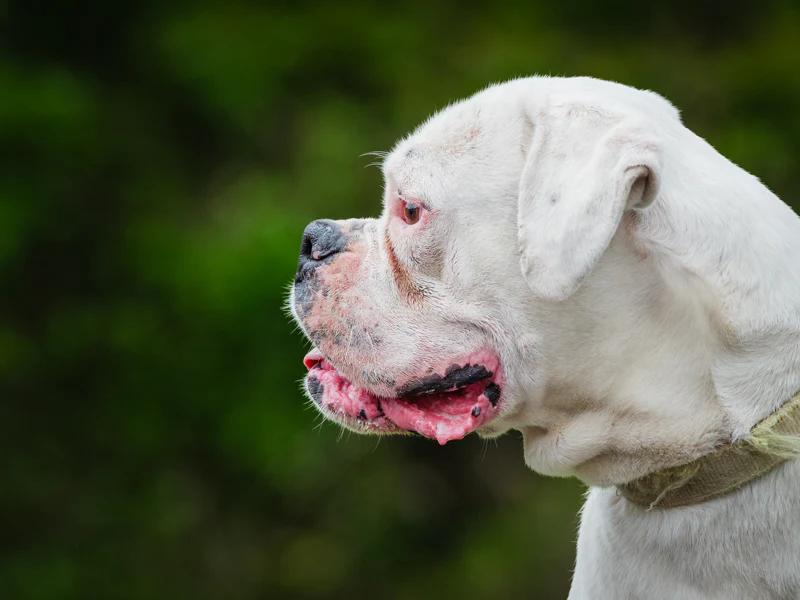 Thor, a ADOPTABLE Boxer in Pointe-Fortune, QC image 3/6