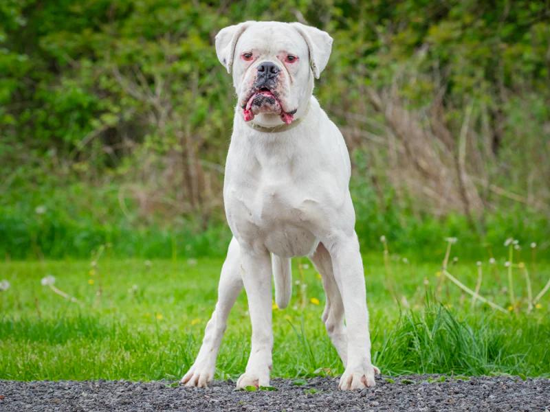Thor, a ADOPTABLE Boxer in Pointe-Fortune, QC image 6/6