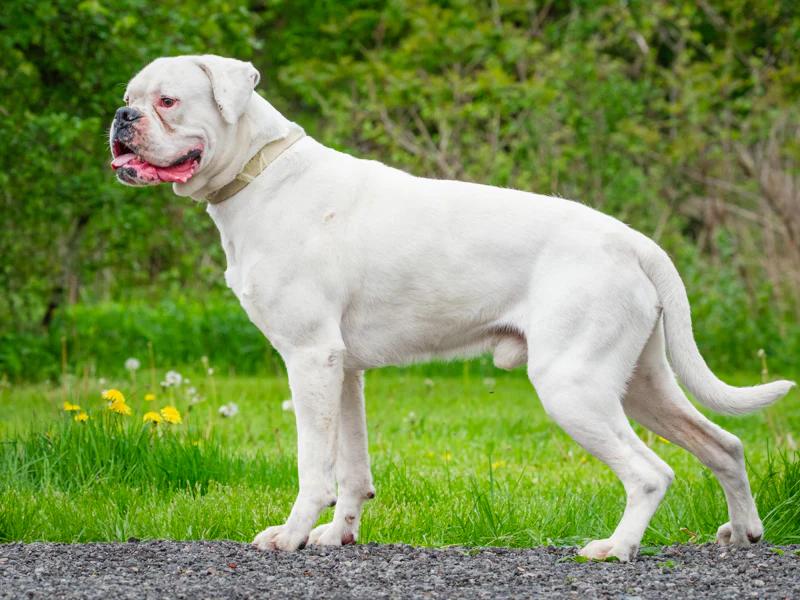 Thor, a ADOPTABLE Boxer in Pointe-Fortune, QC image 4/6
