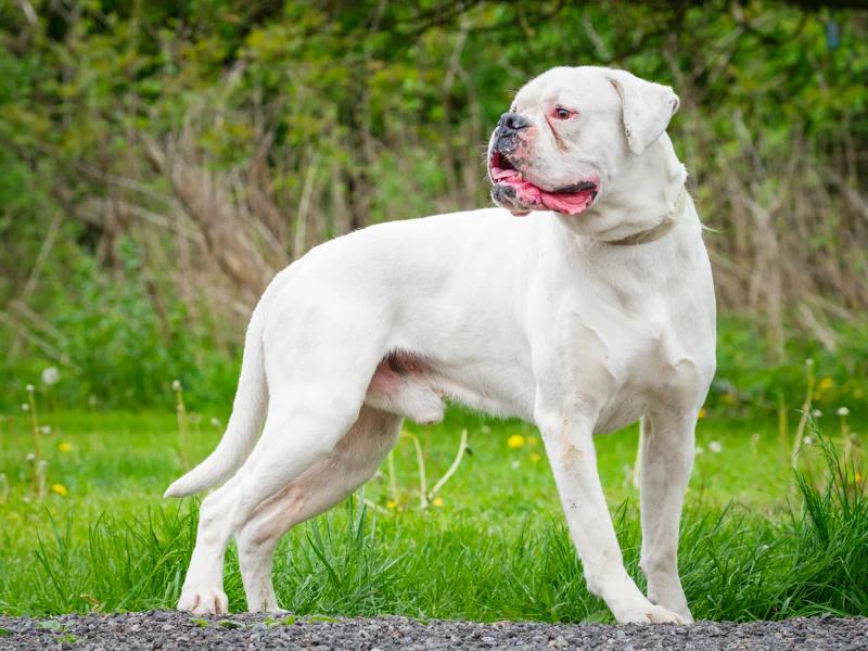 Thor, a ADOPTABLE Boxer in Pointe-Fortune, QC image 5/6