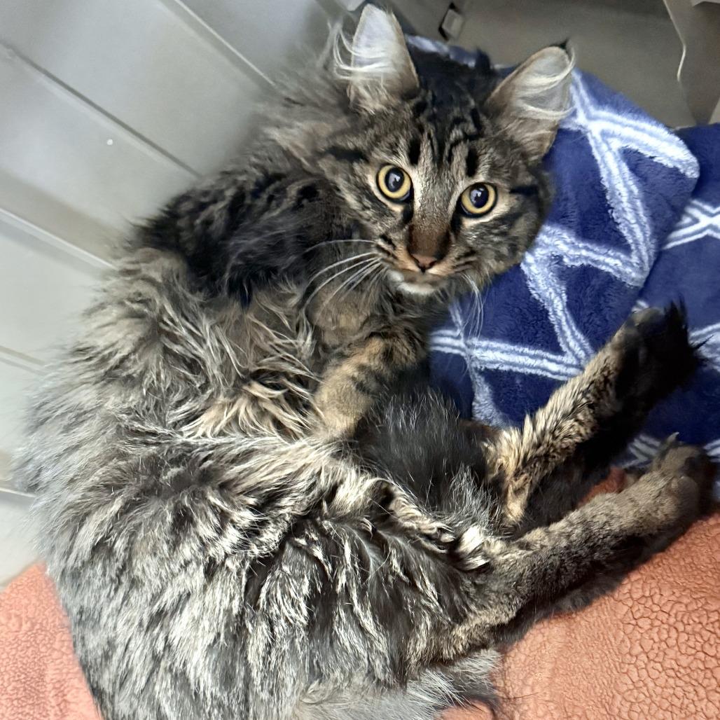 Bunny, Adoptable, Young Female Domestic Medium Hair.