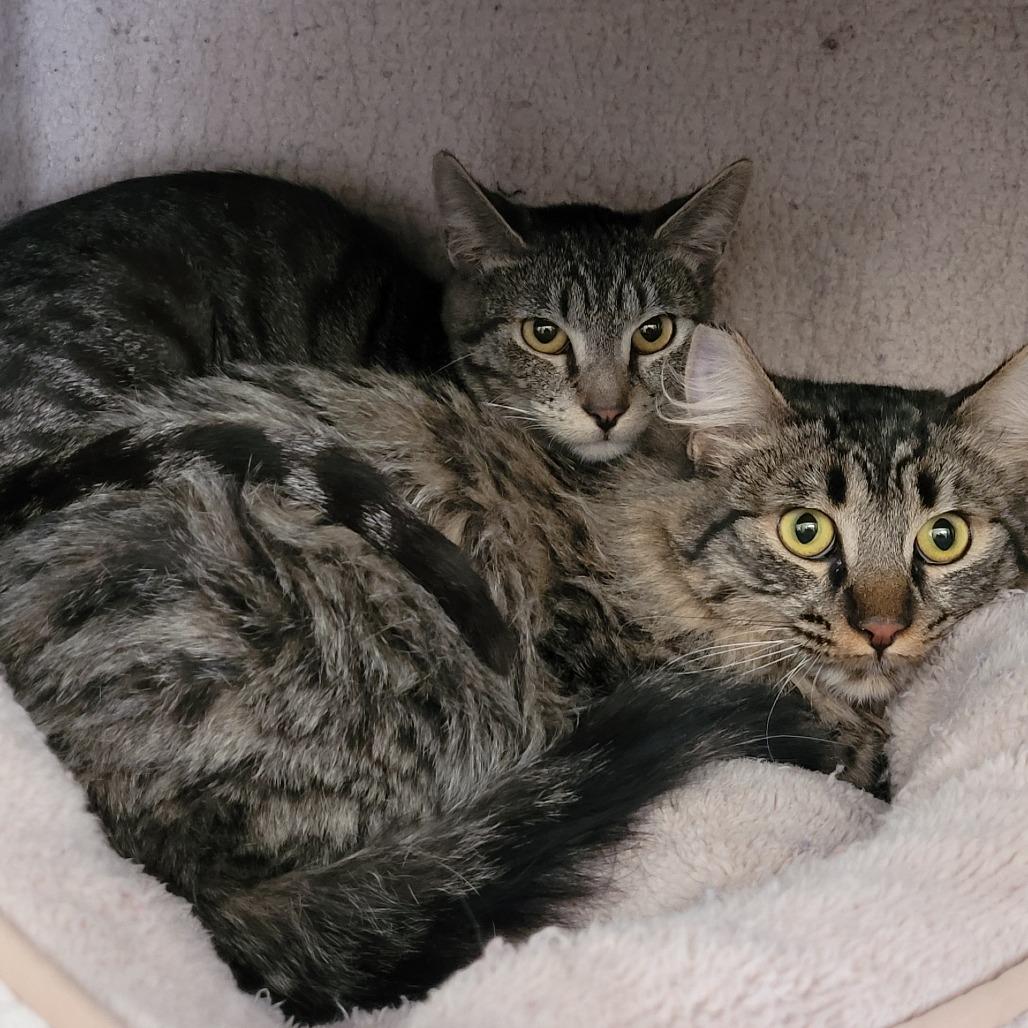 Enlarge Bunny, a Adoptable Domestic Medium Hair in Las Vegas, NV image 2/2