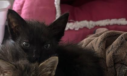 Enlarge Lotus, a Adoptable mixed breed in West Memphis, AR image 1/1