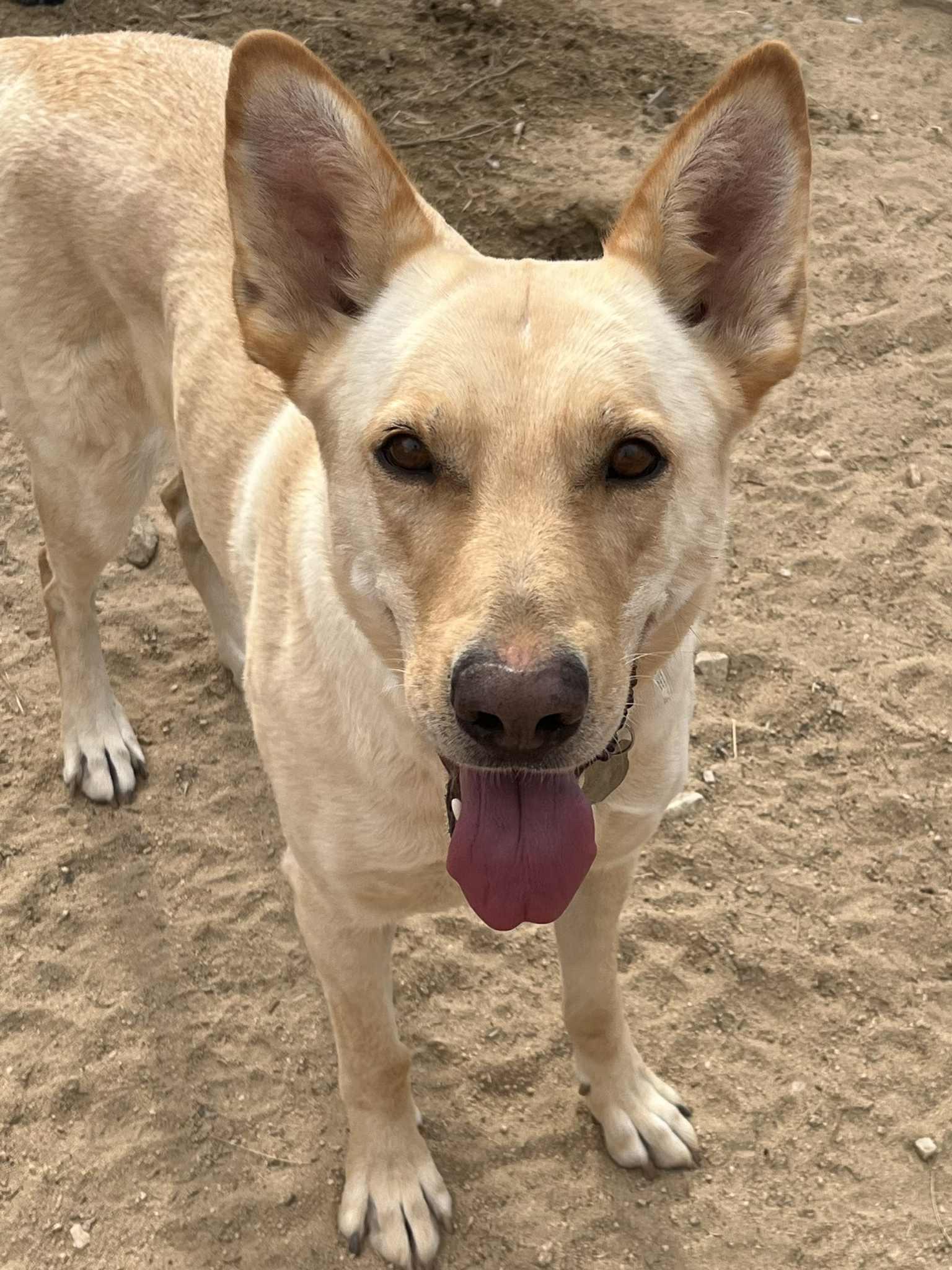 Enlarge Marley , a Adoptable mixed breed in Palm Desert, CA image 5/5