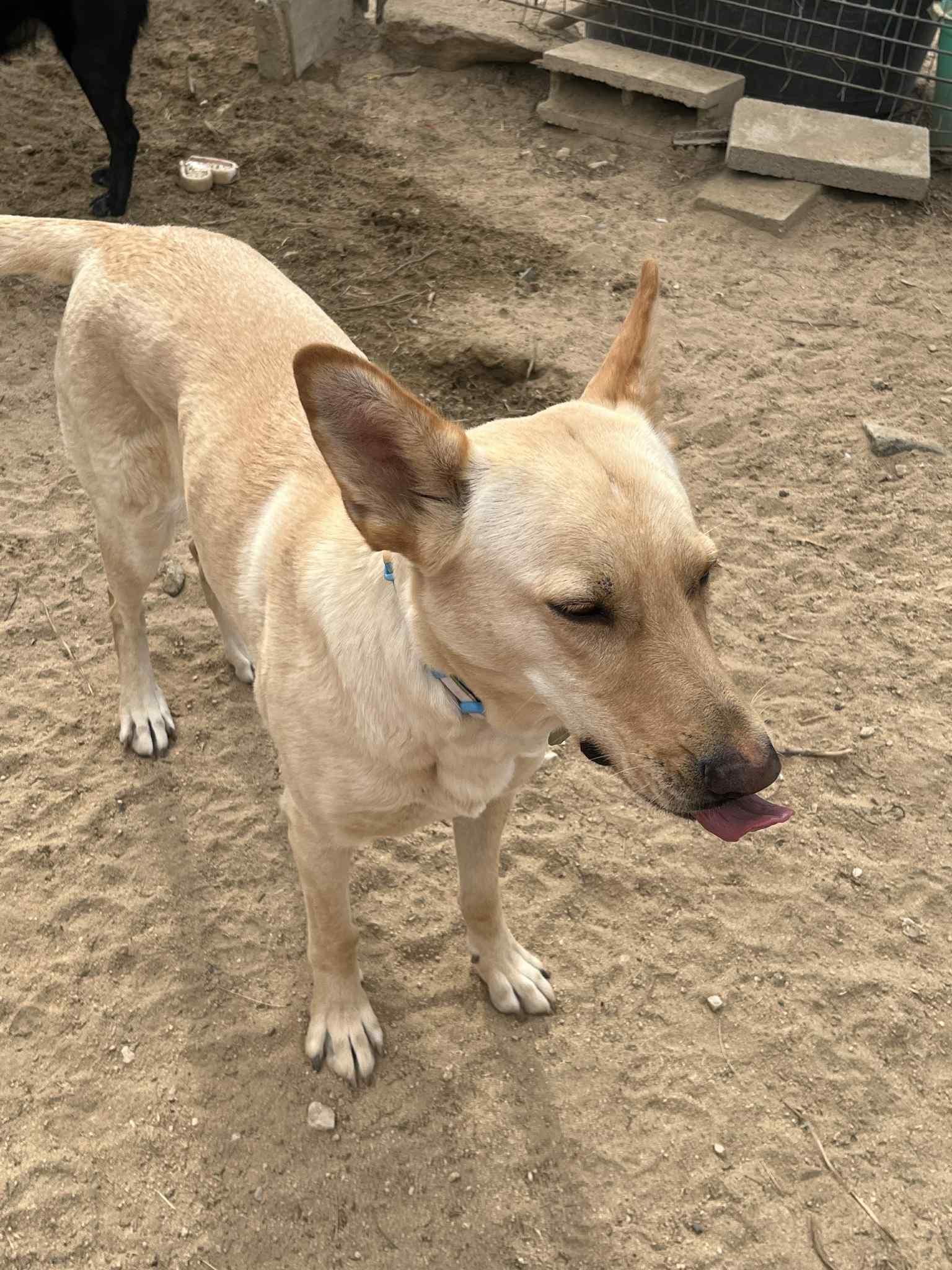 Enlarge Marley , a Adoptable mixed breed in Palm Desert, CA image 4/5