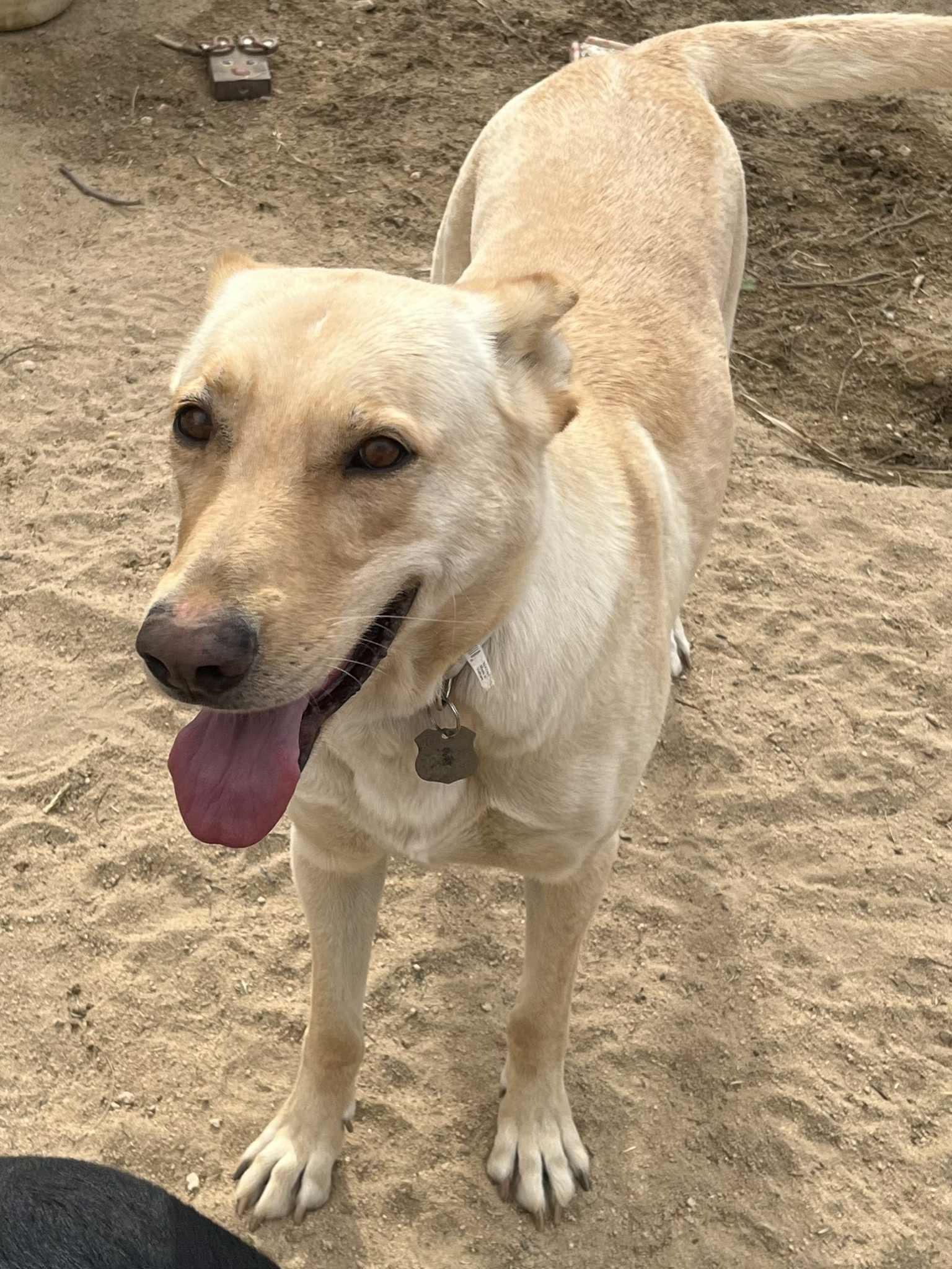 Enlarge Marley , a Adoptable mixed breed in Palm Desert, CA image 2/5