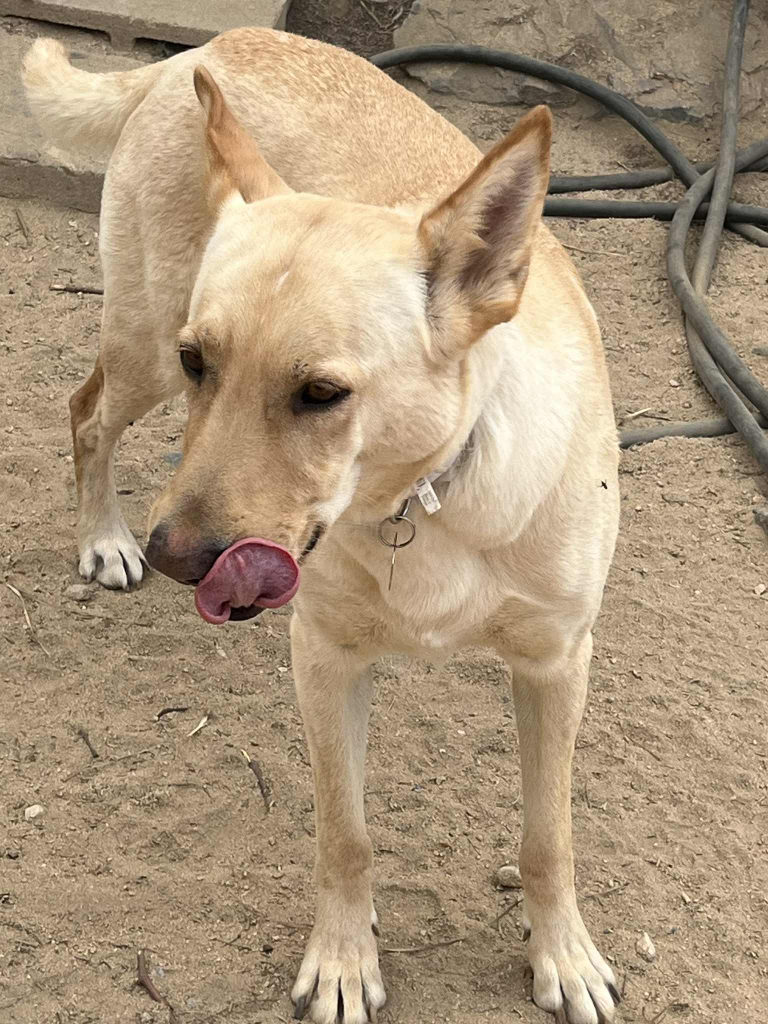 Enlarge Marley , a Adoptable mixed breed in Palm Desert, CA image 1/5