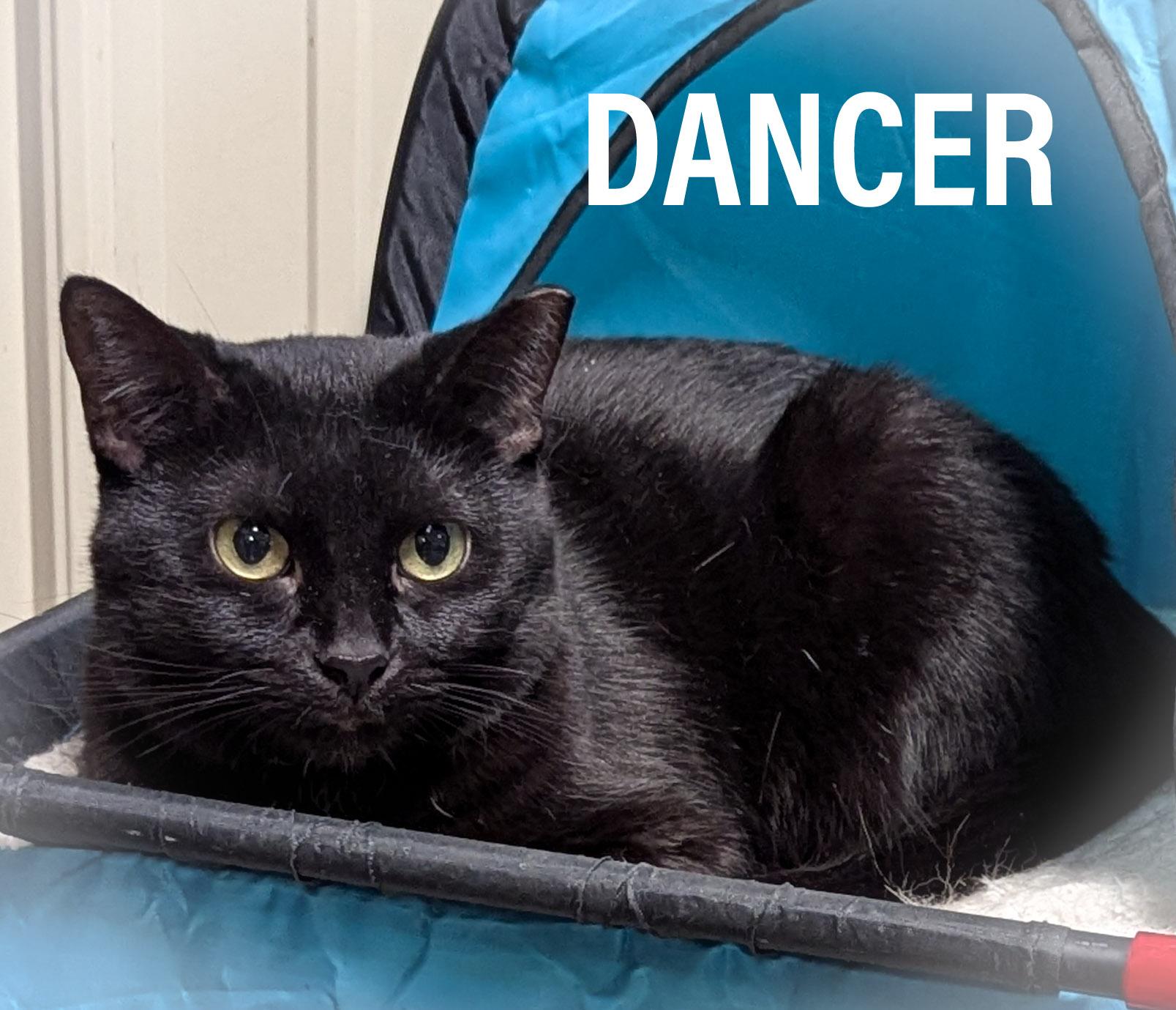 DANCER, Adoptable, Adult Female Domestic Short Hair & Bombay.