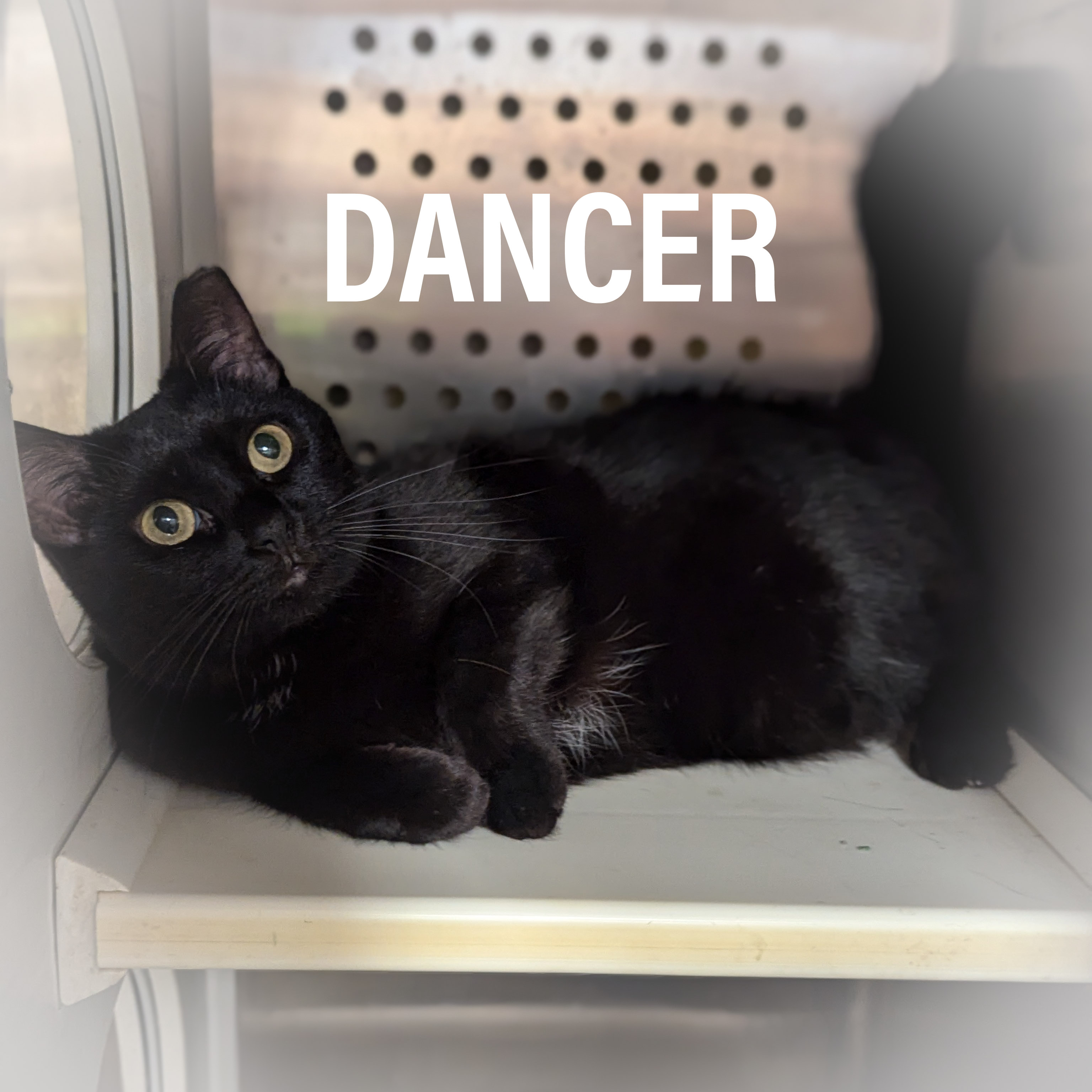 DANCER, a Adoptable mixed breed in Griffith, IN image 3/6