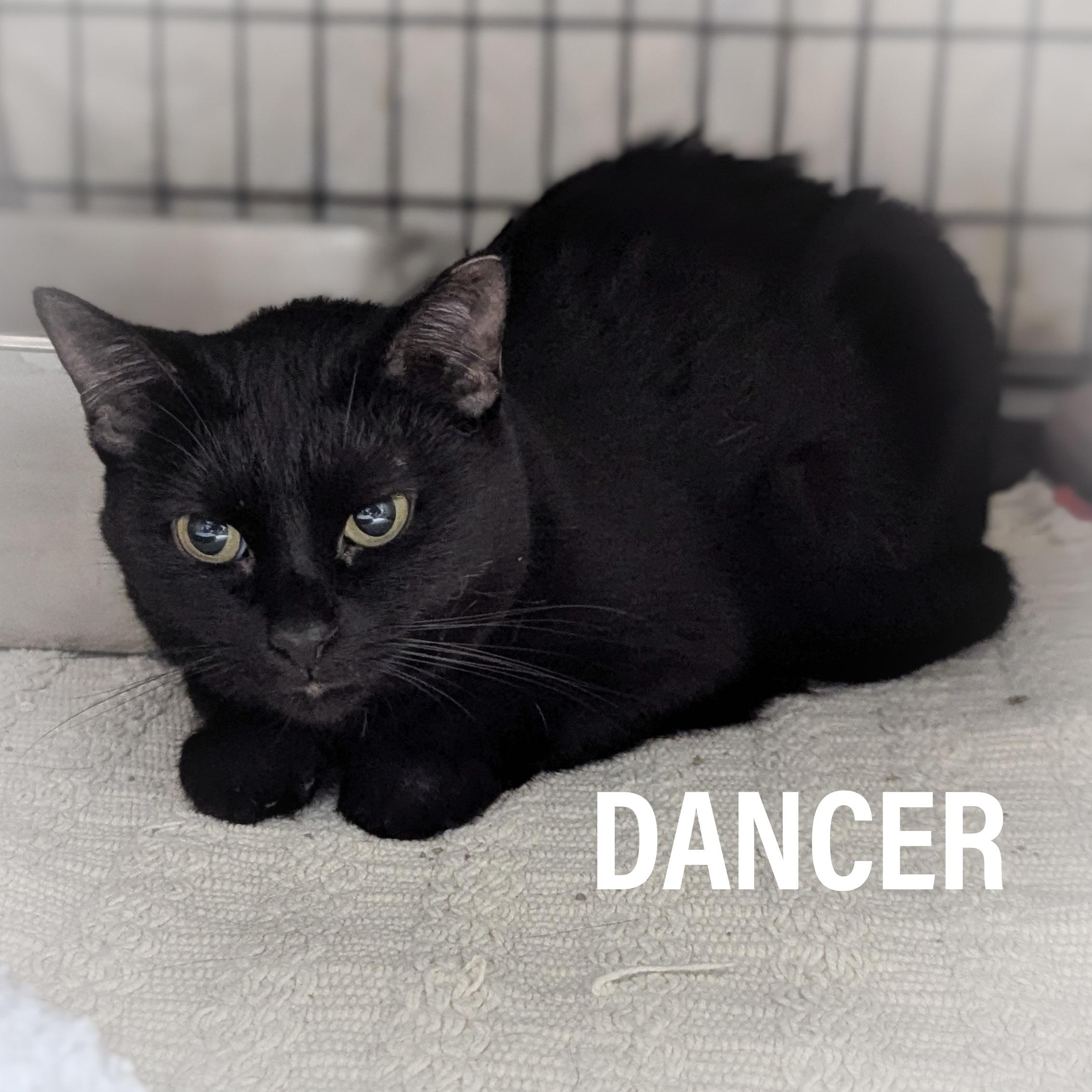 DANCER, a Adoptable mixed breed in Griffith, IN image 2/6