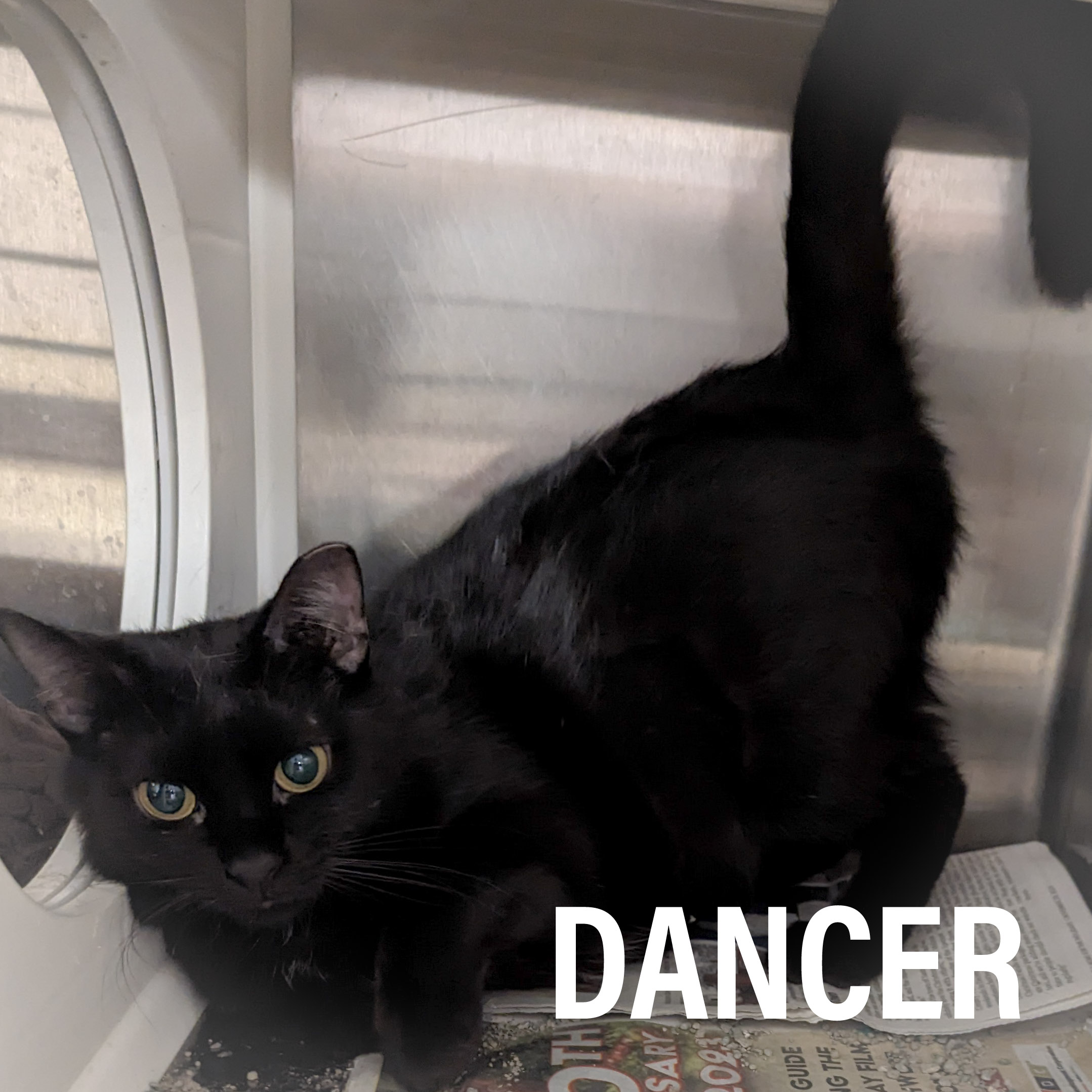 DANCER, a Adoptable mixed breed in Griffith, IN image 5/6