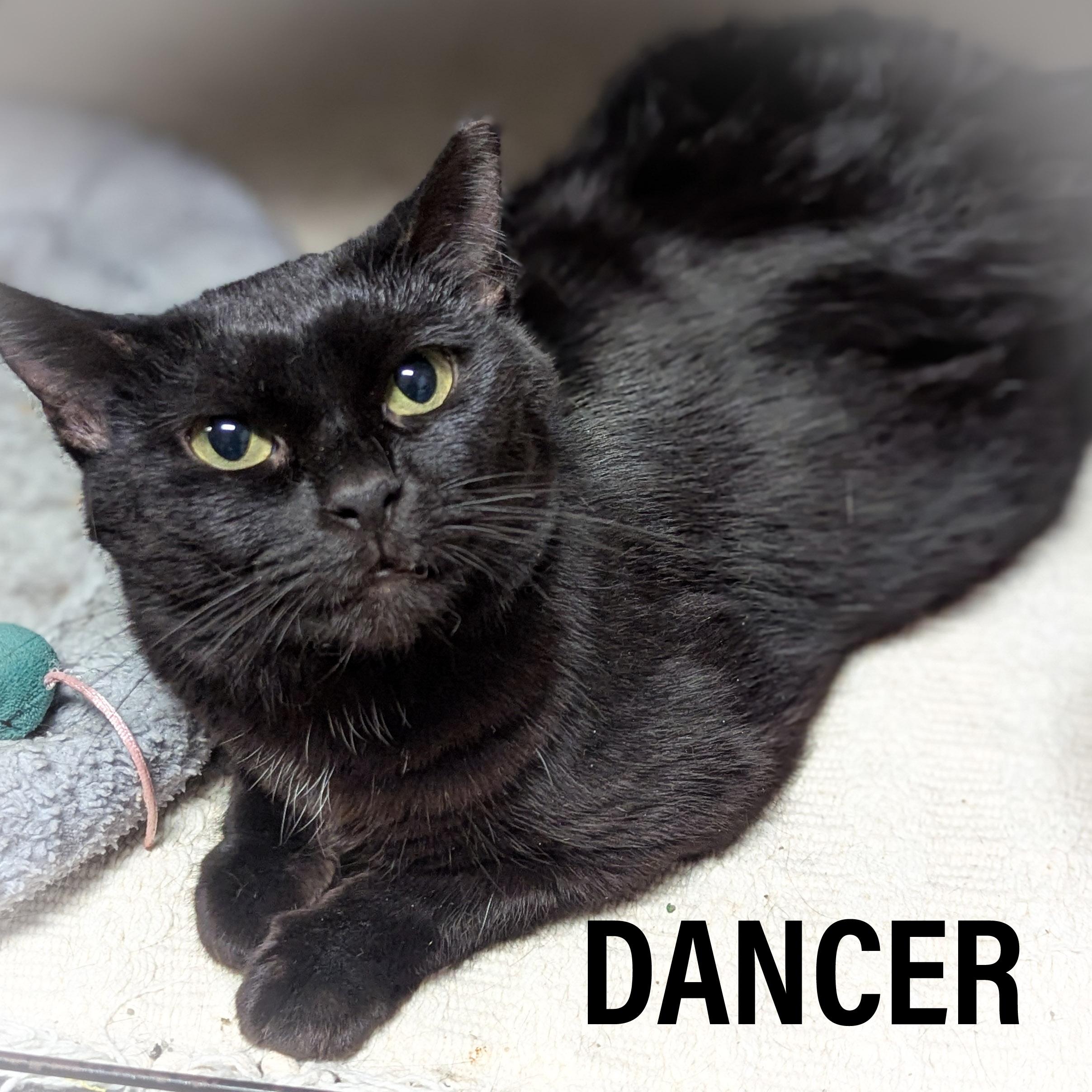 DANCER, a Adoptable mixed breed in Griffith, IN image 6/6