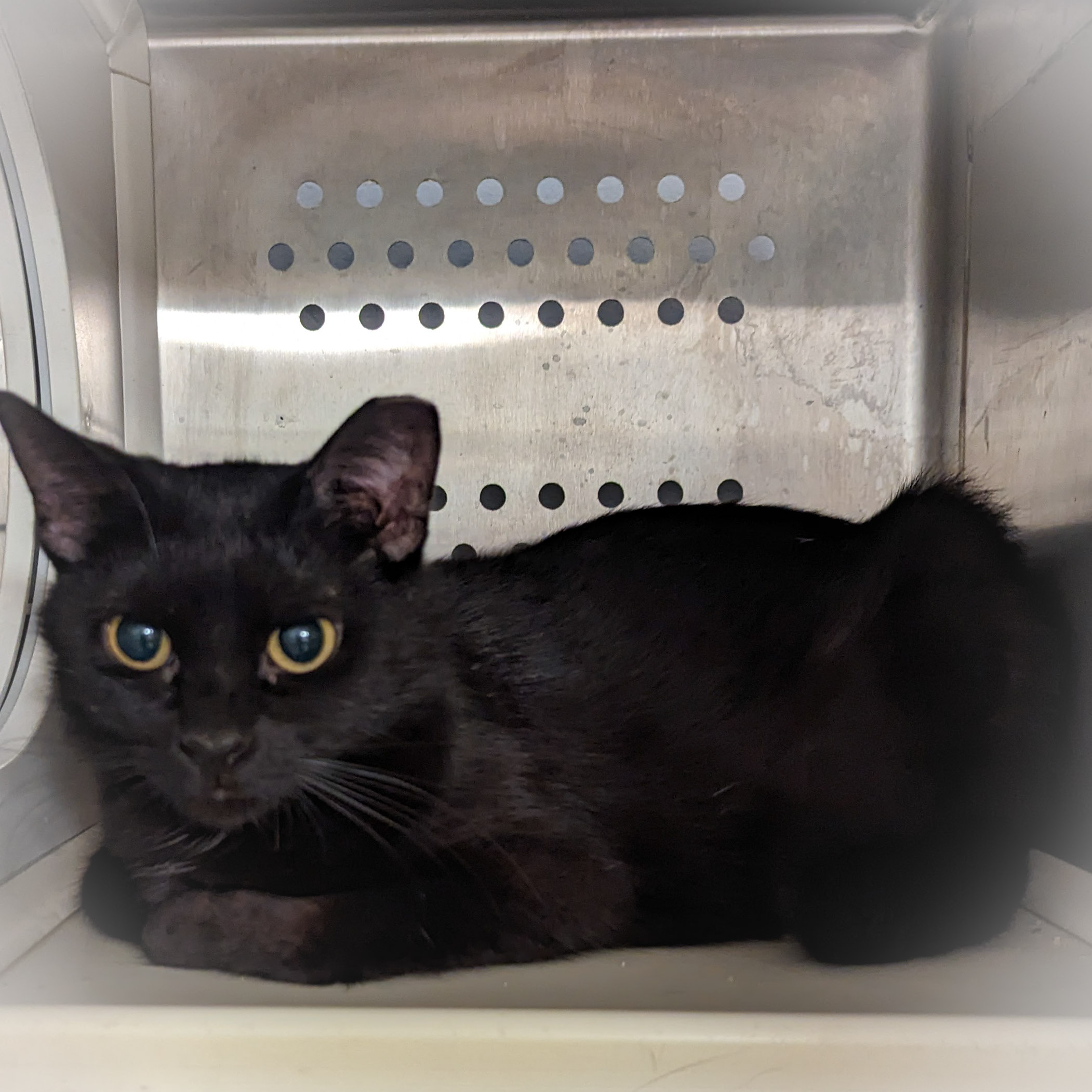 DANCER, a Adoptable mixed breed in Griffith, IN image 4/6