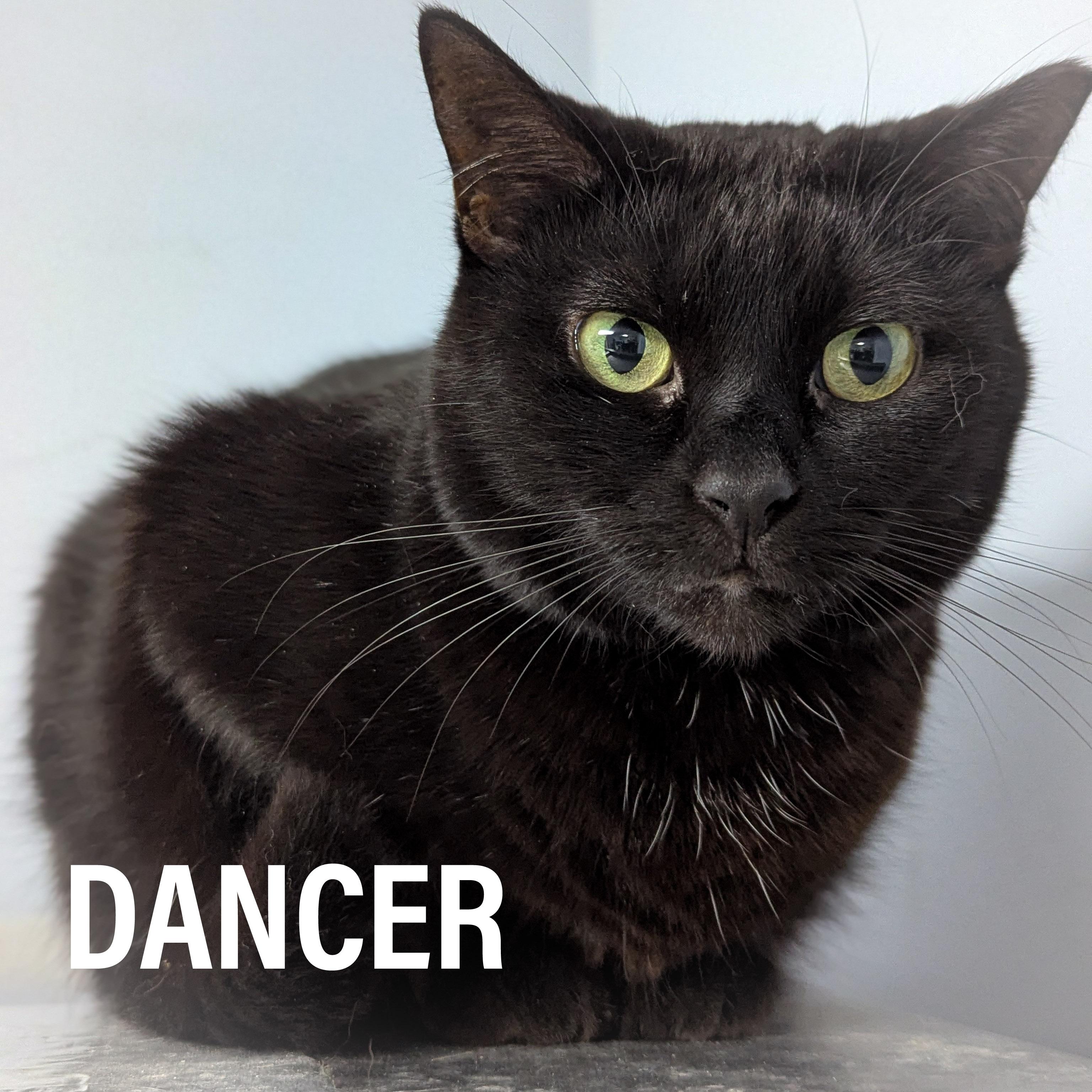 Enlarge DANCER, a Adoptable mixed breed in Griffith, IN image 1/6