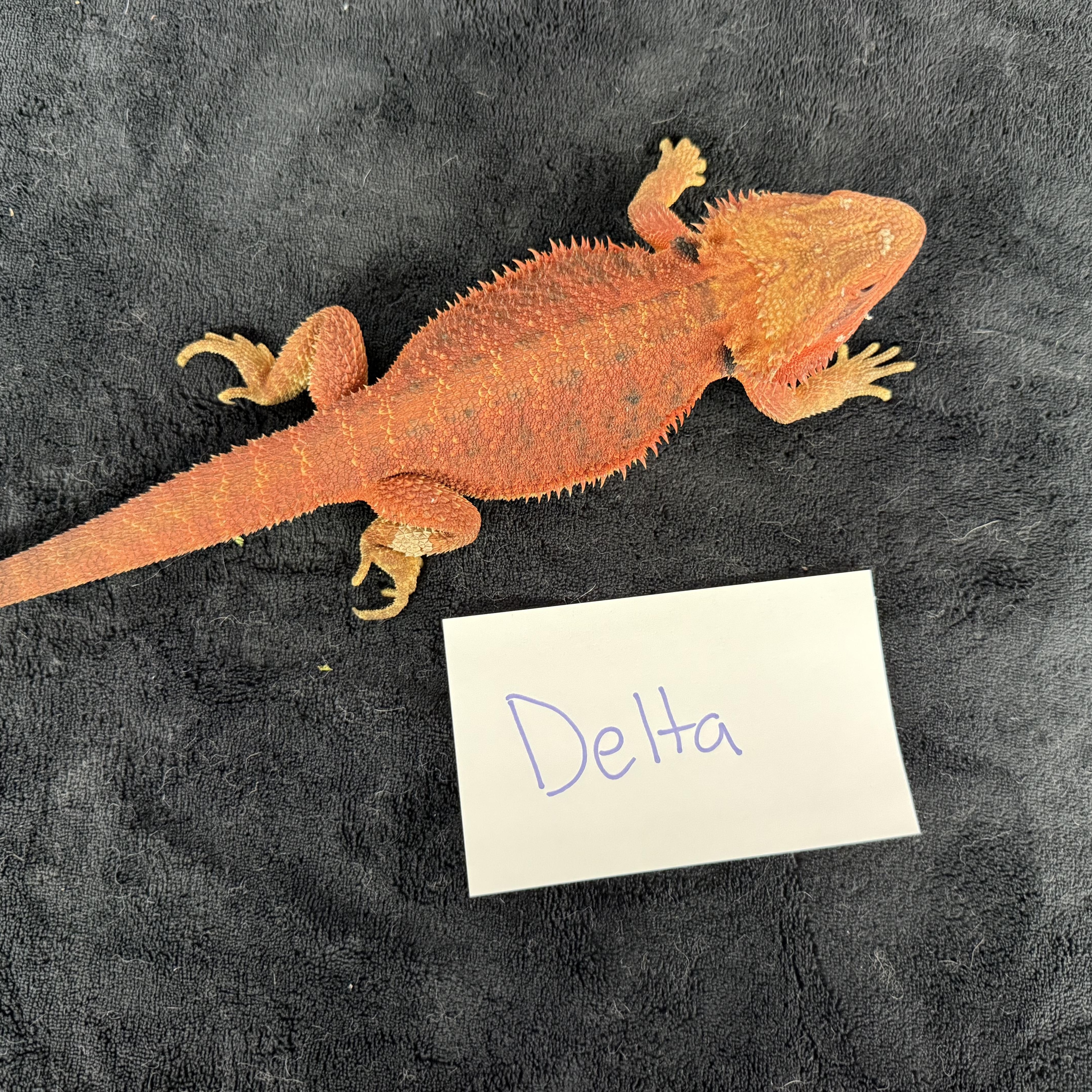 Delta photo 1