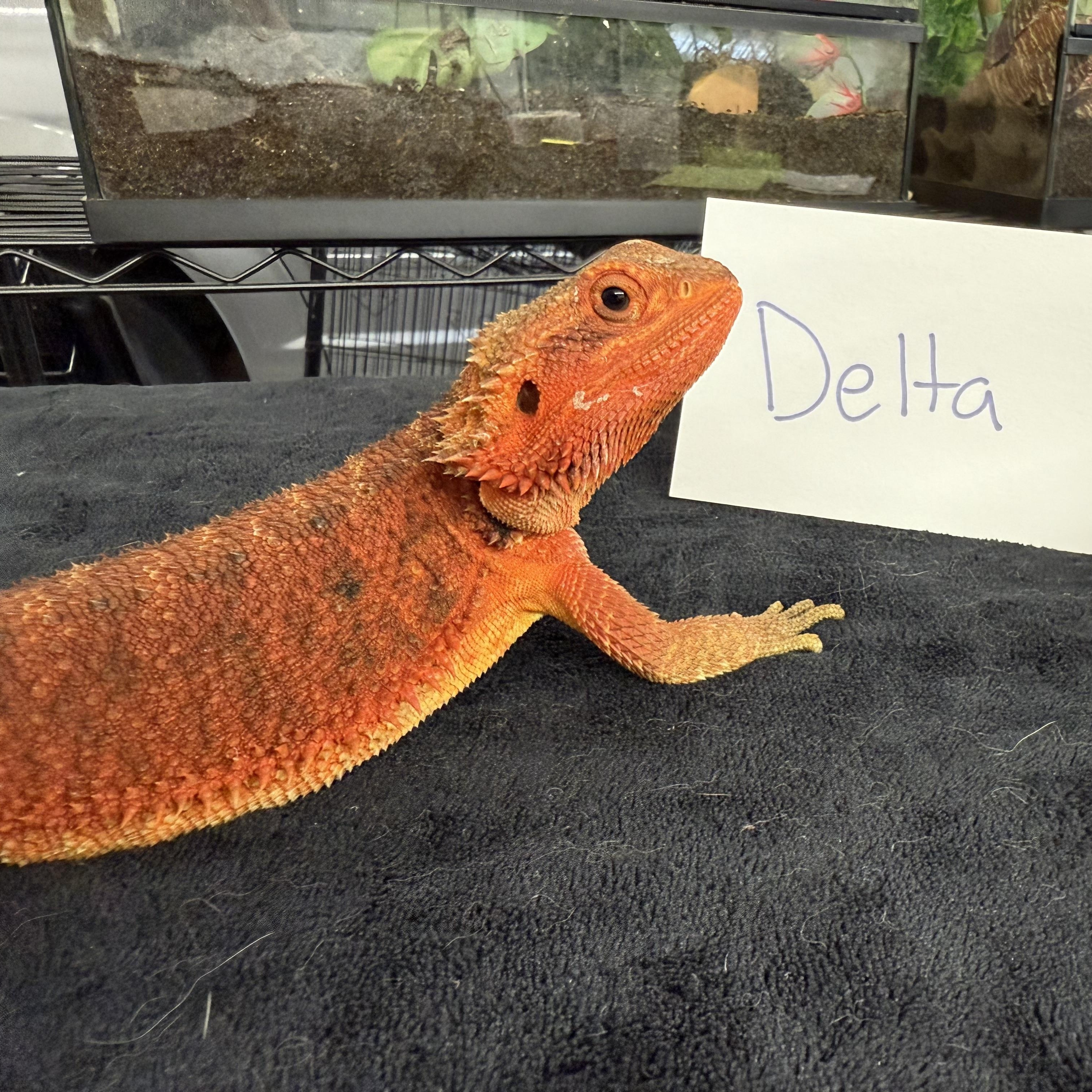Delta photo 2