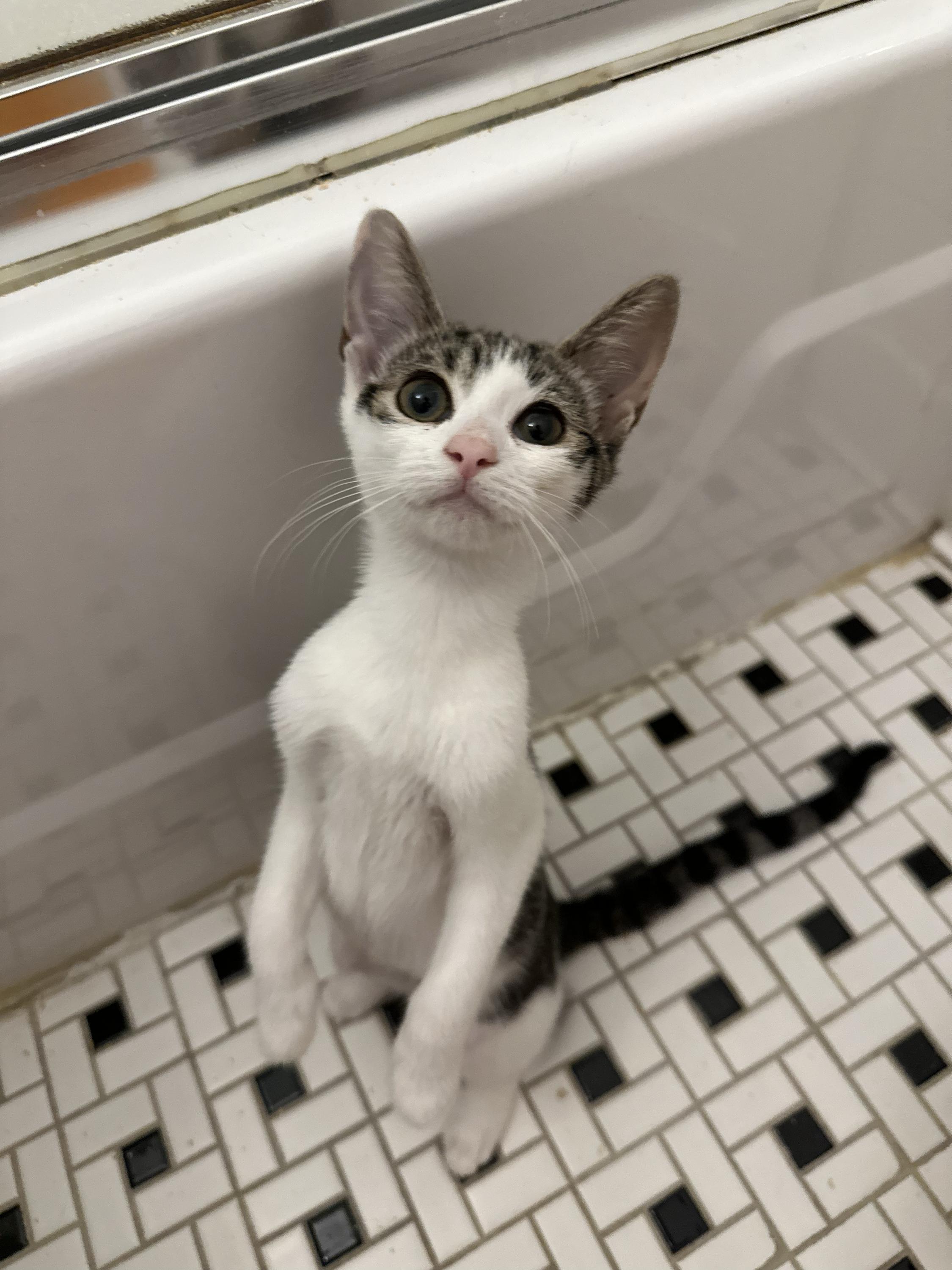 Enlarge Satchel, a Adoptable Domestic Short Hair in Long Island City, NY image 3/4